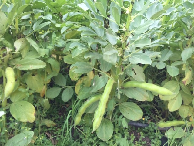 Já temos favas na horta biológica!