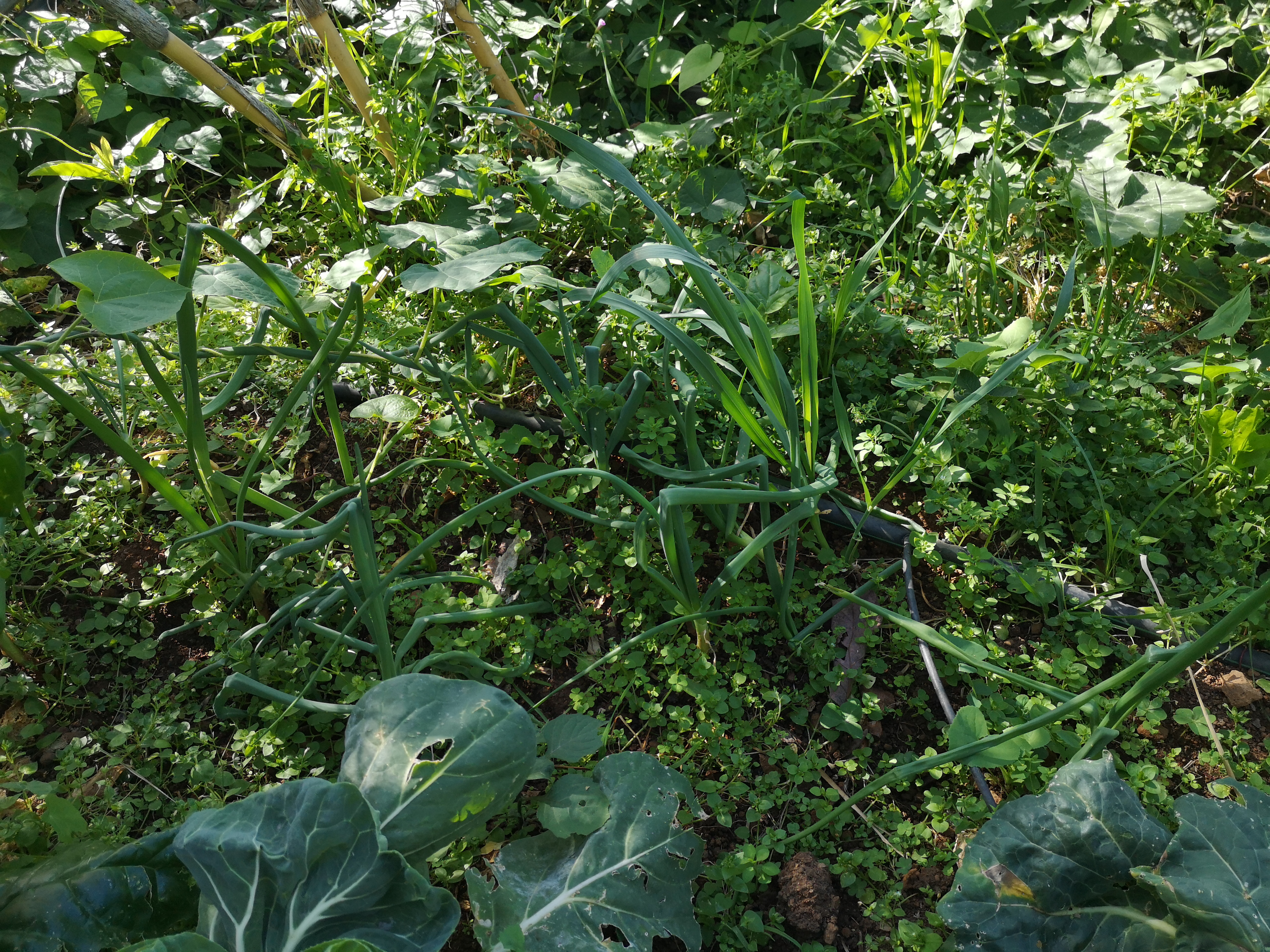 Cebola