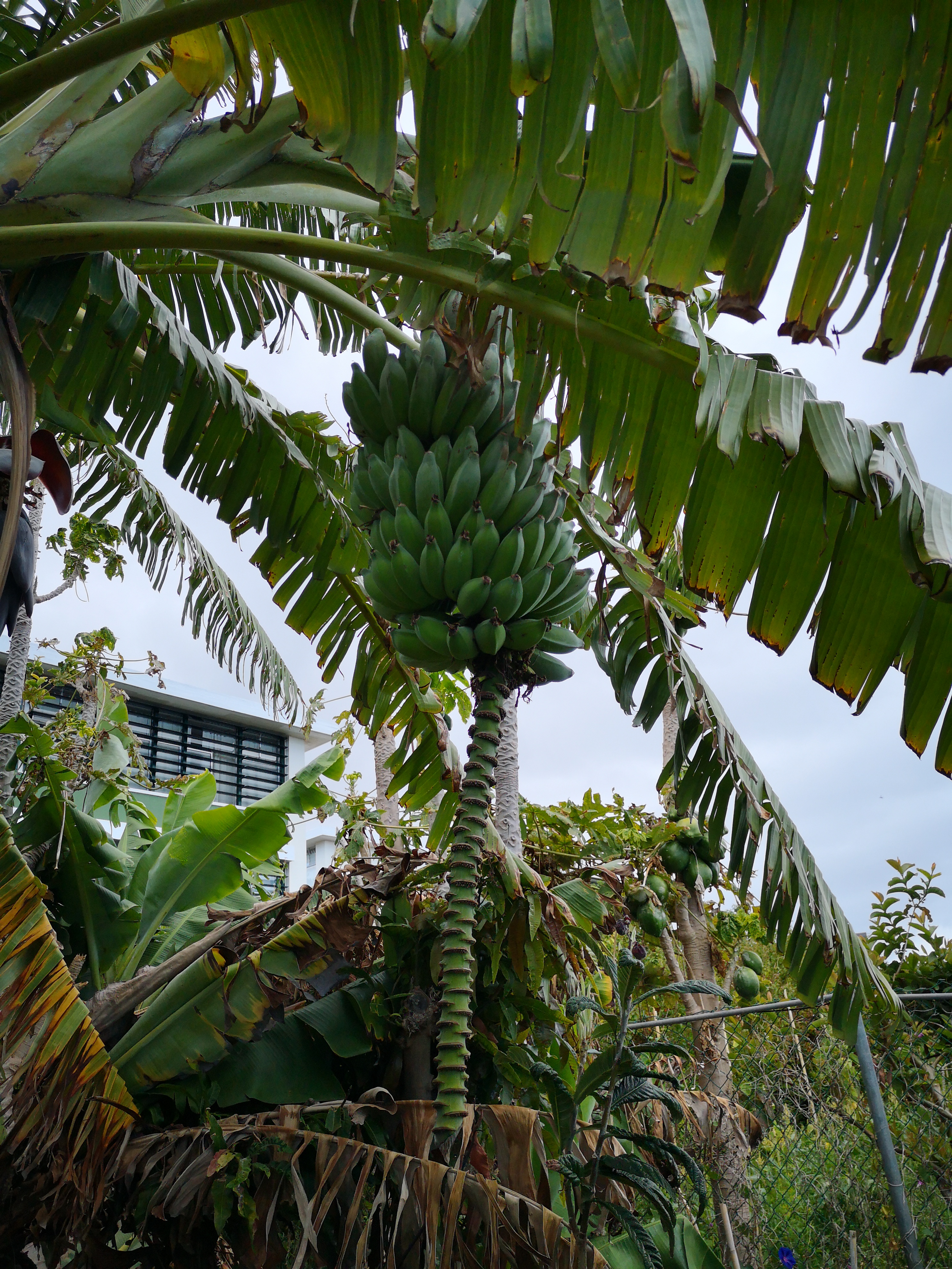 Banana