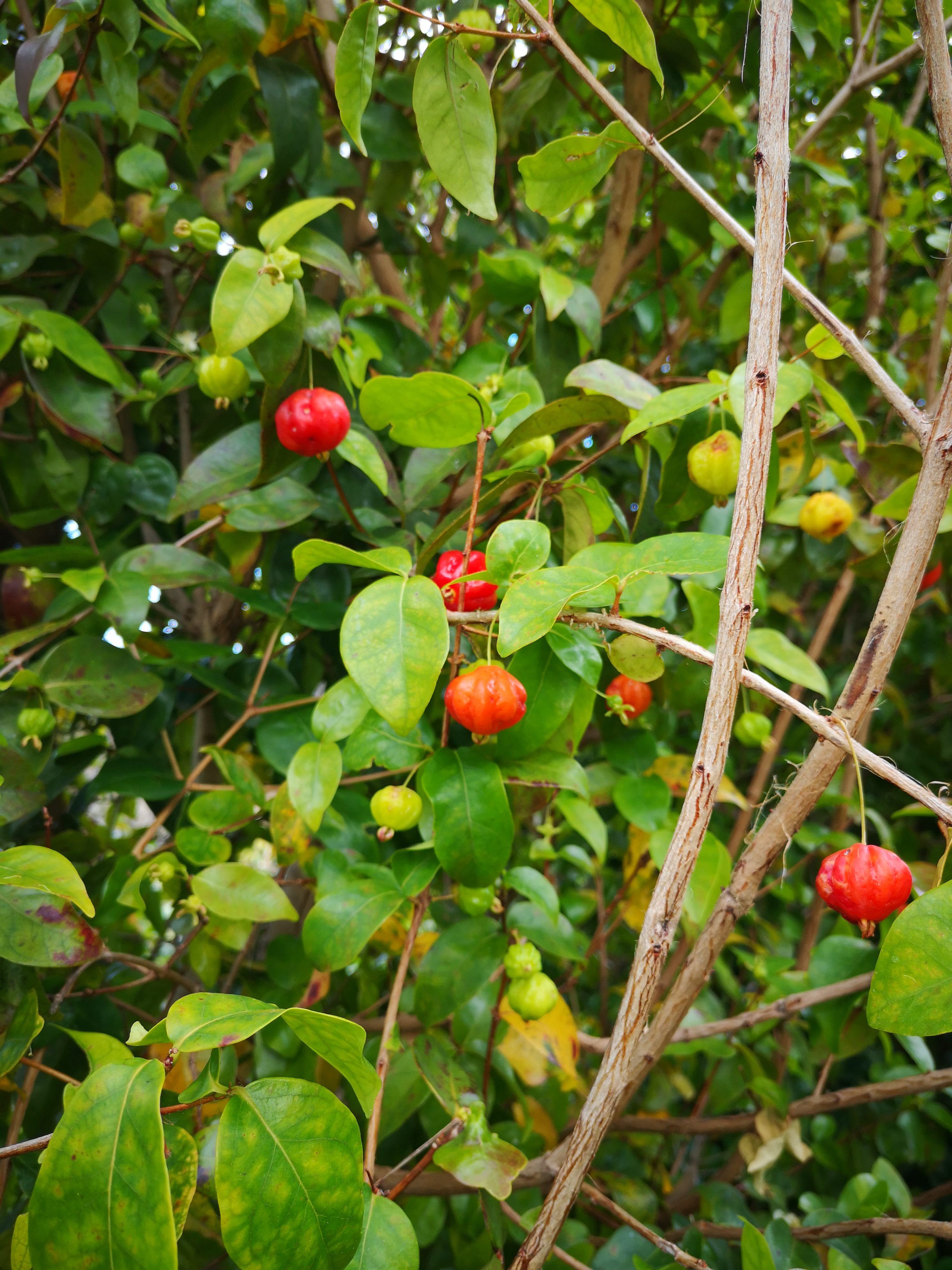 Pitangas