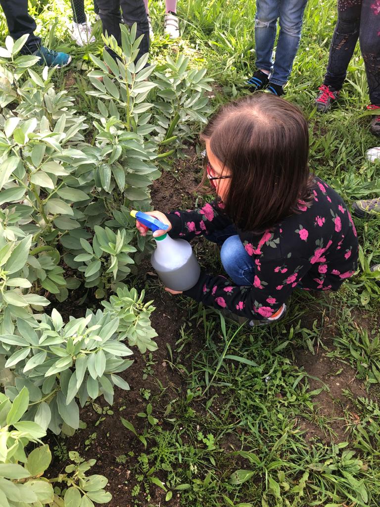 Aplicação de uma solução para eliminar o piolho das favas.