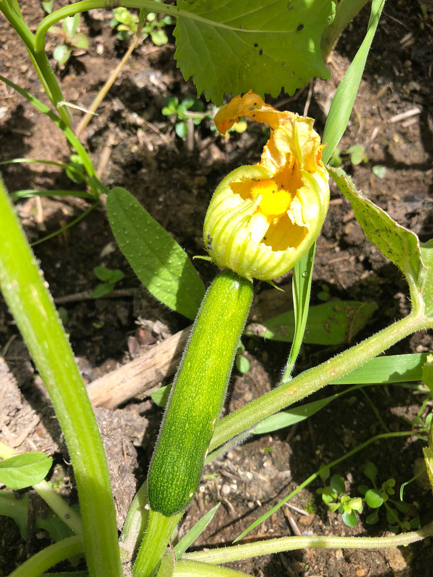 Courgete em crescimento.