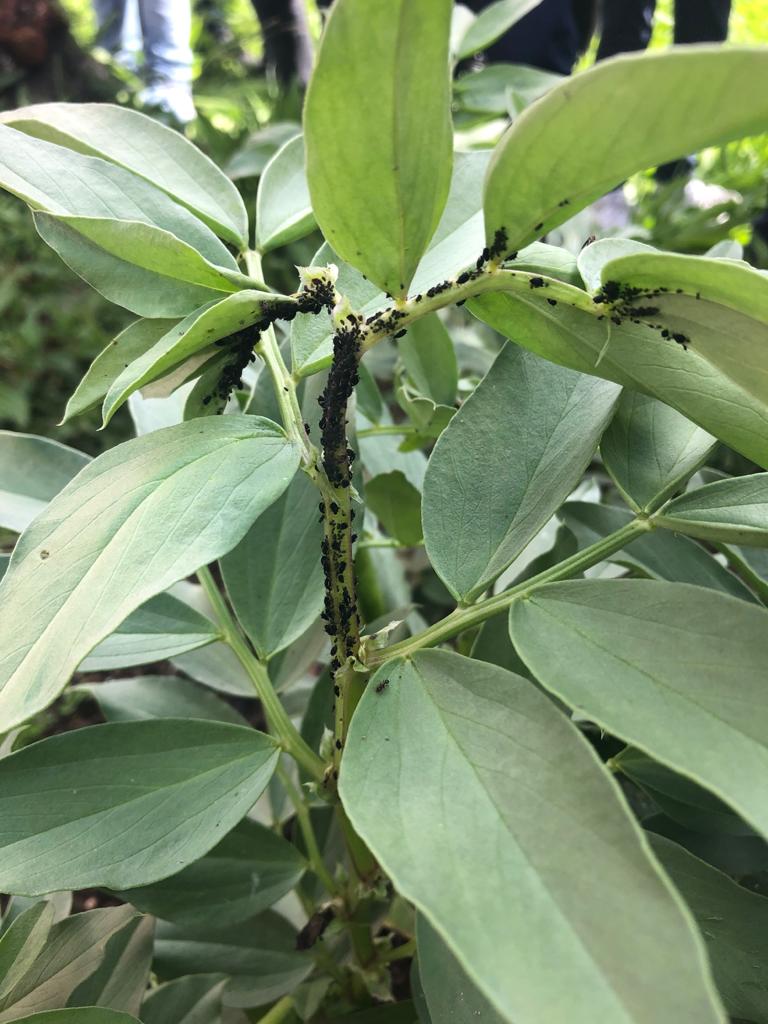 Pormenor do piolho nas favas.