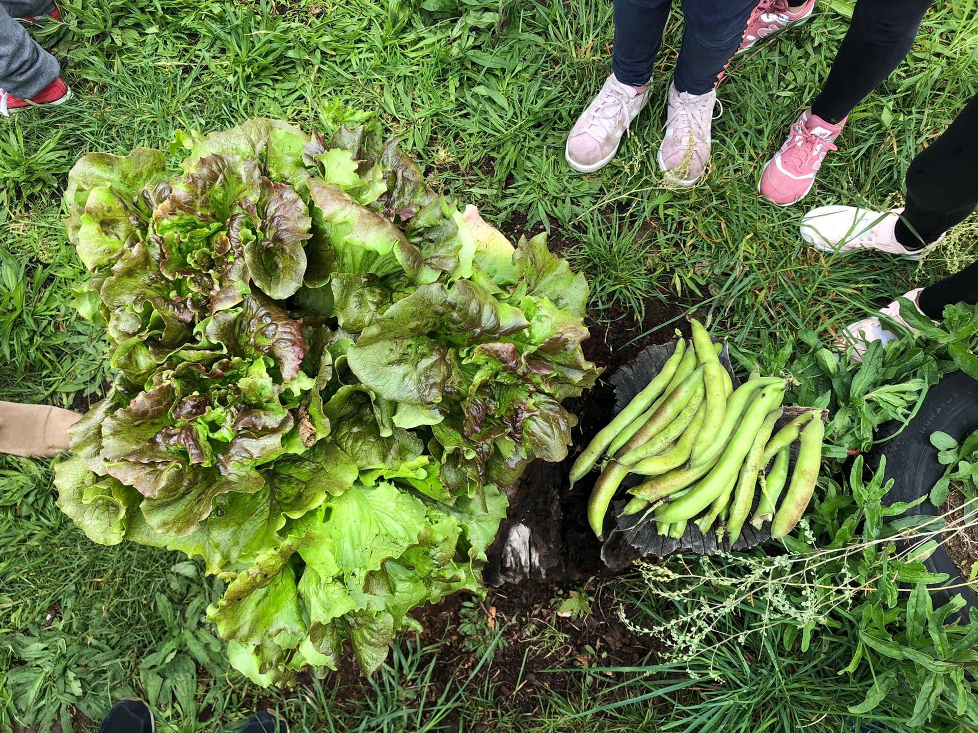 Colheita de alfaces e favas da nossa horta.