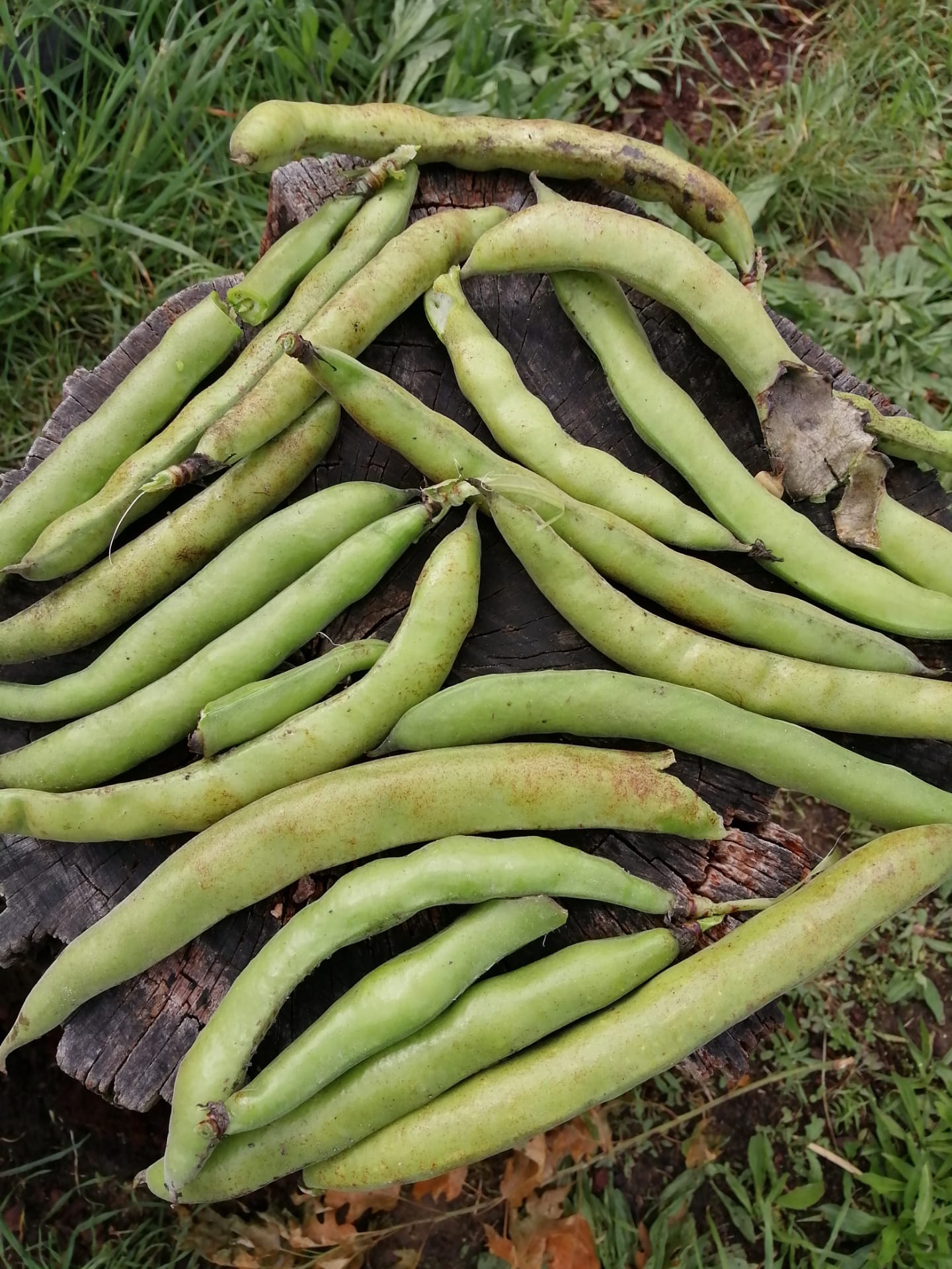 As favas da nossa horta.