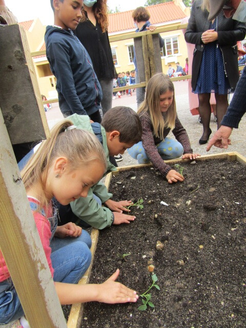 Os alunos estão muito entusiasmados com esta atividade, trazem de casa sementes para plantar e esperam ansiosamente pelos dias estipulados para irem à horta.