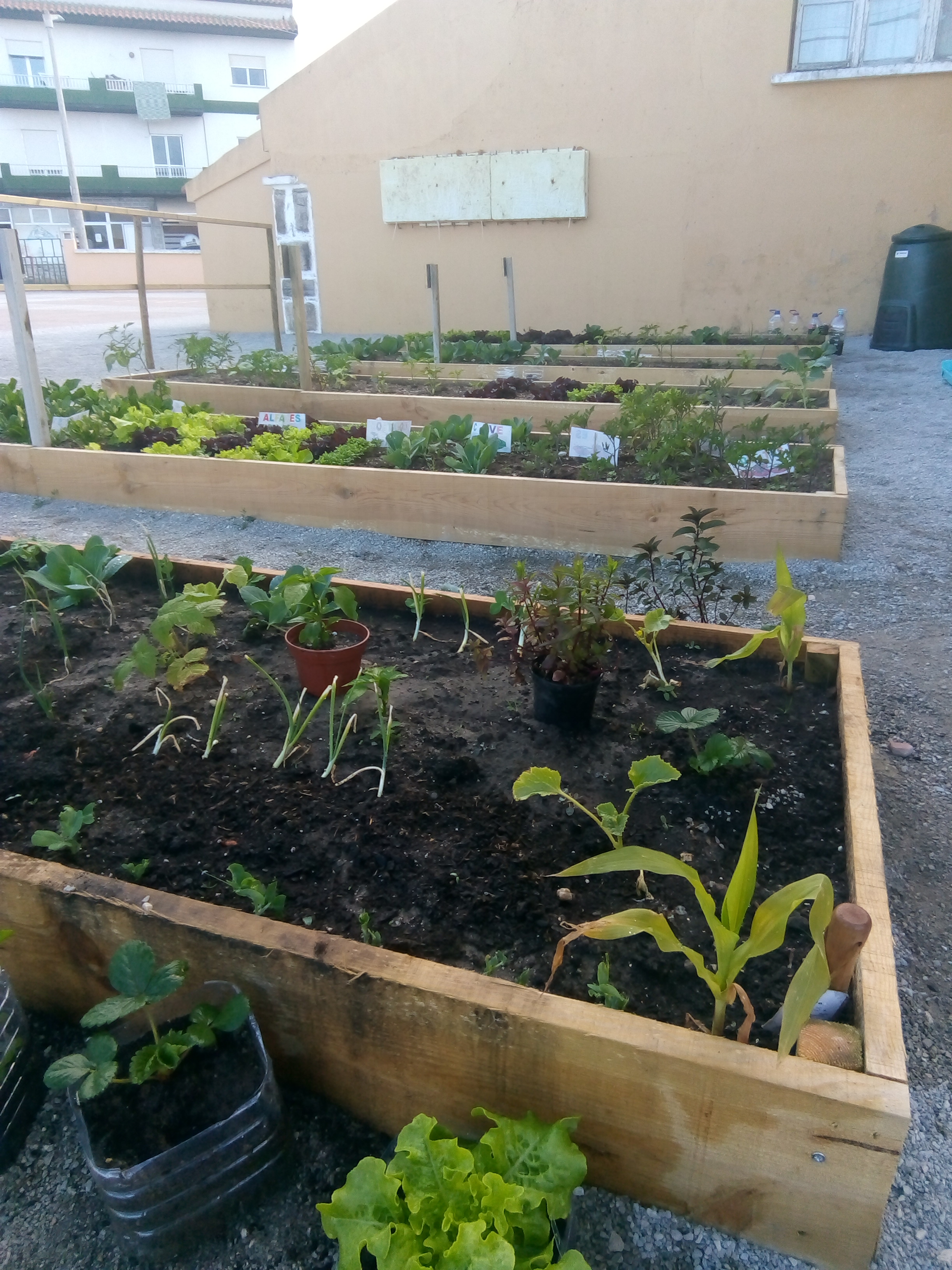 As plantas que semeámos já cresceram e os alunos todos os dias fazem novas descobertas!