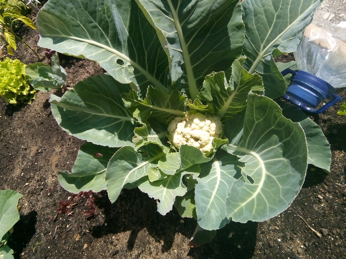 A couve-flor está a crescer!