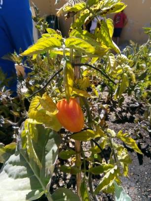 Já colhemos tomates!