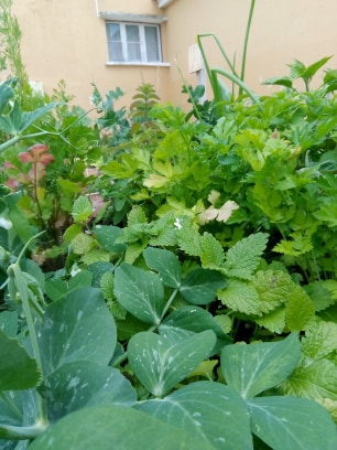 A horta cresceu e os alunos adoram ver e identificar os legumes que vão surgindo.