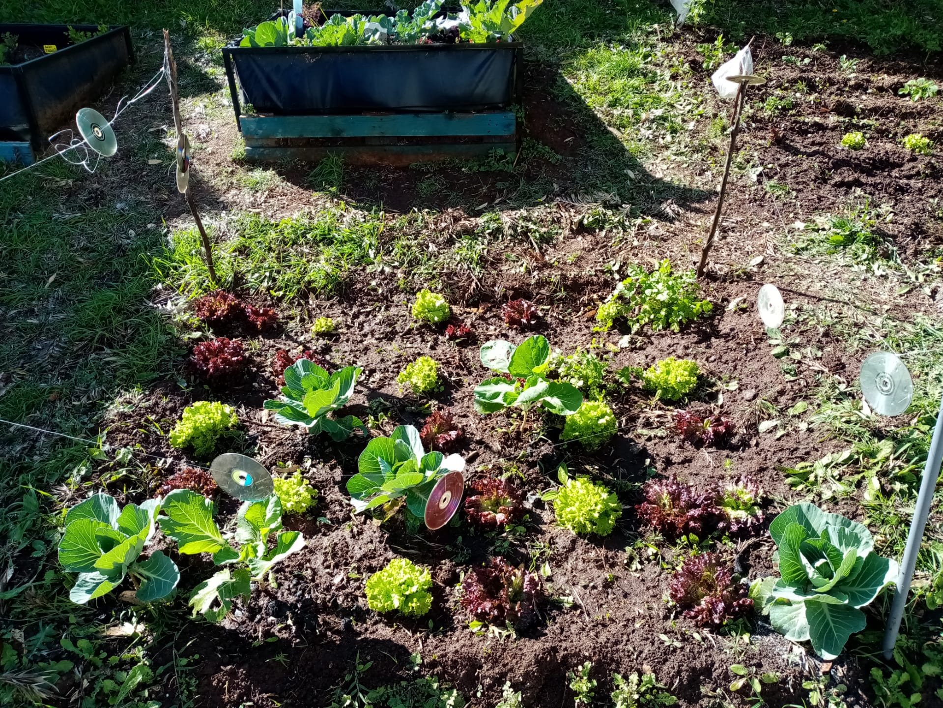 Horta pedagógica_3