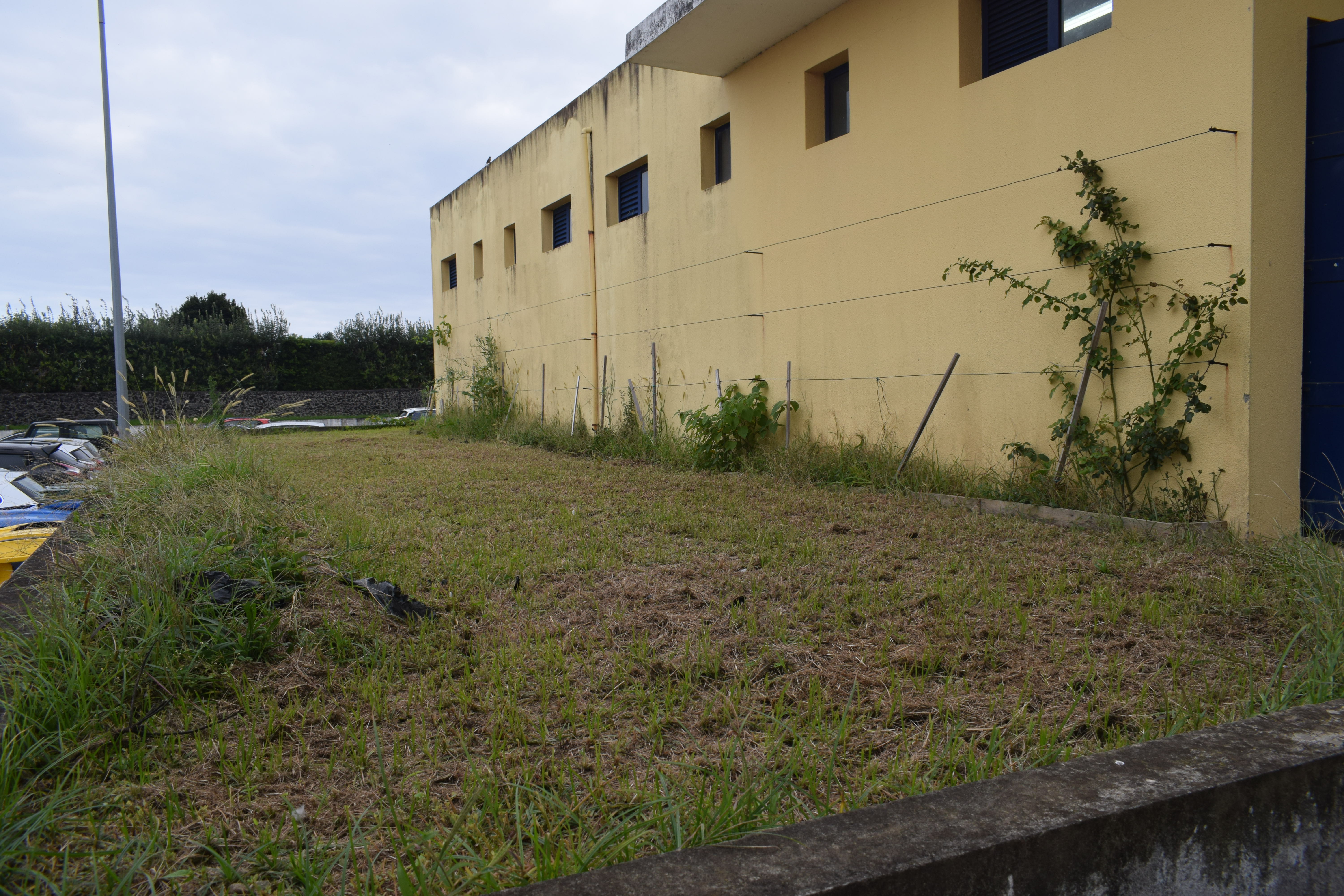 Horta antes da limpeza