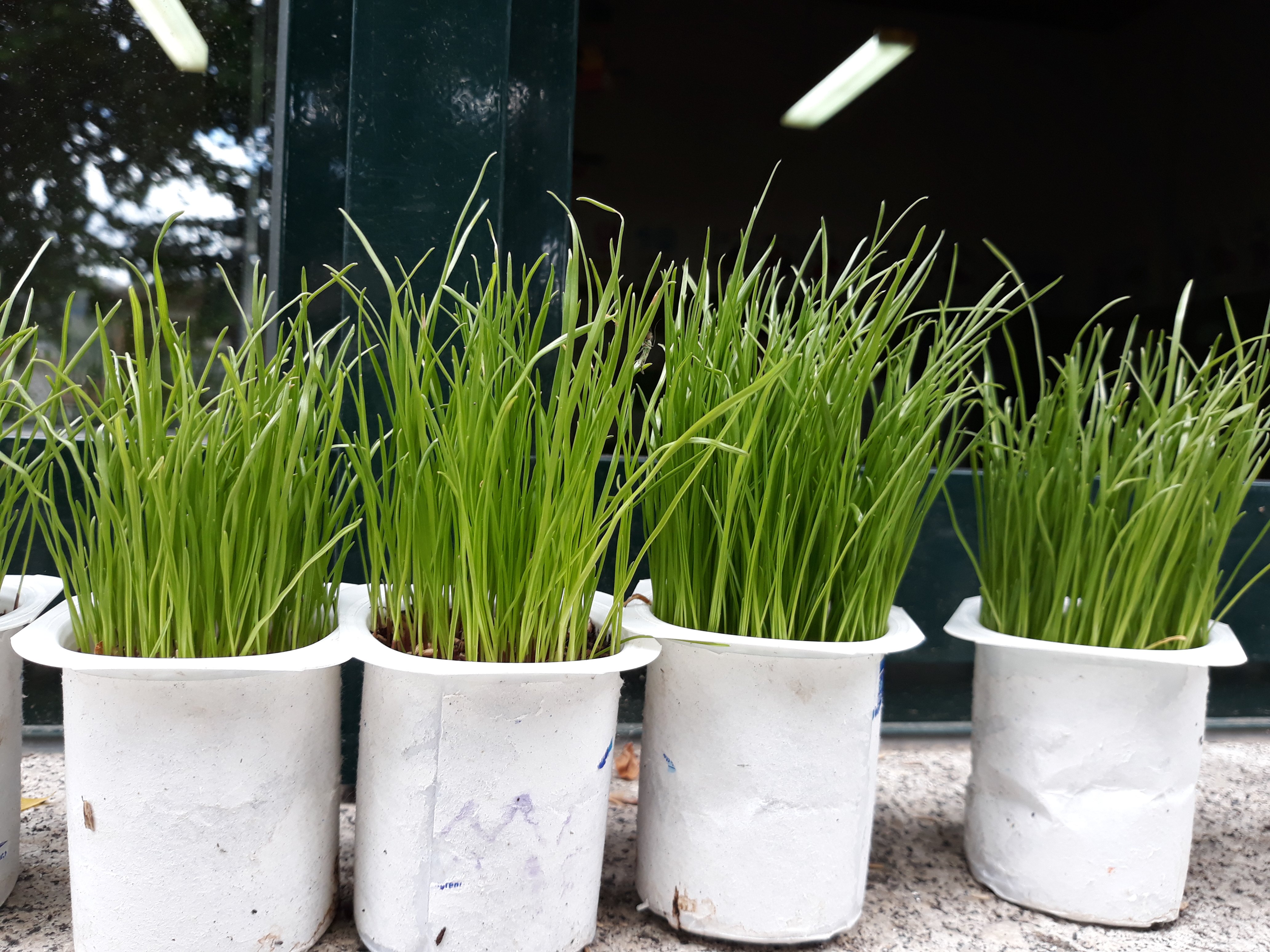 a erva que semeamos nos nossos copos de iogurte também creSceram muito rápido
.É PRIMAVERA