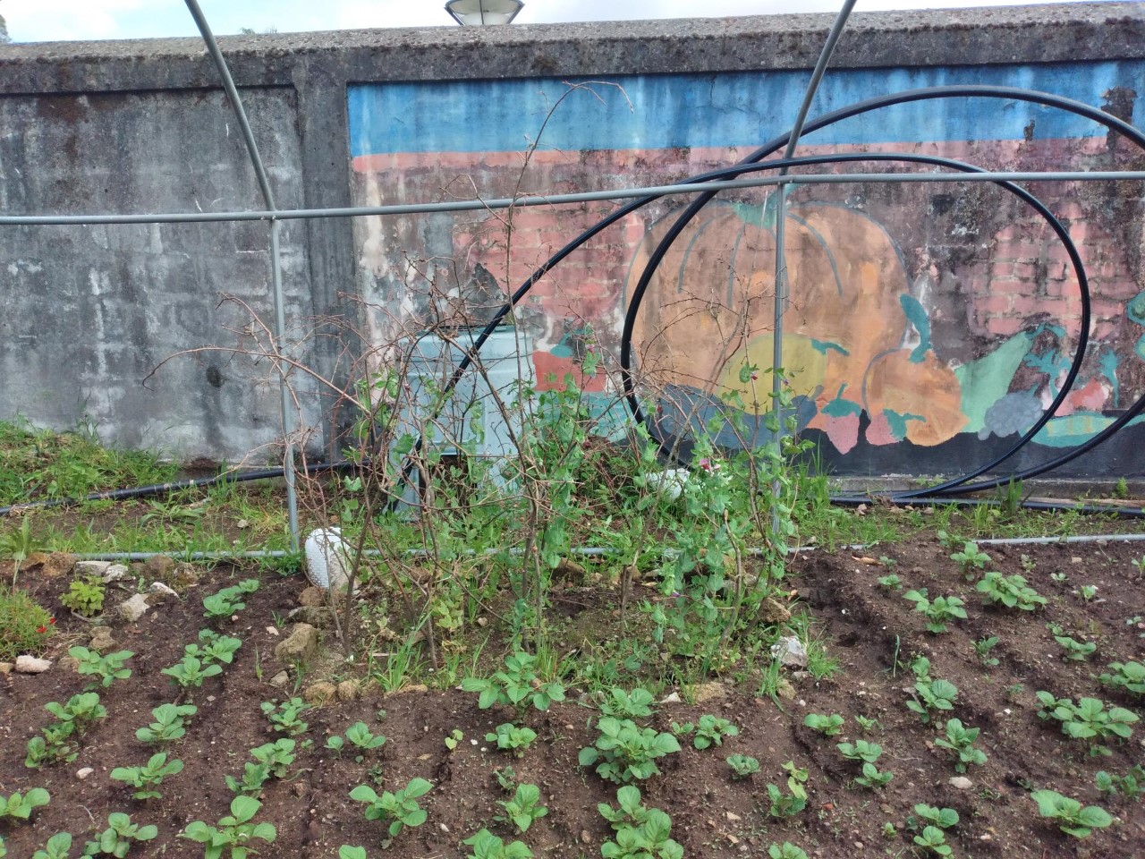batatas e as ervilhas que foram semeadas em dezembro