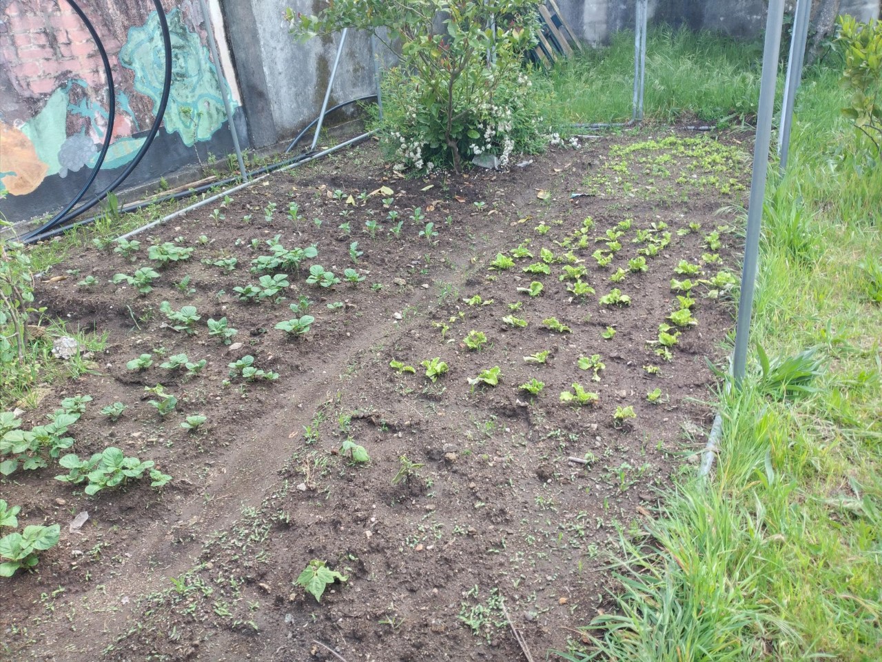 batatas, alfaces e 3 pés de feijão