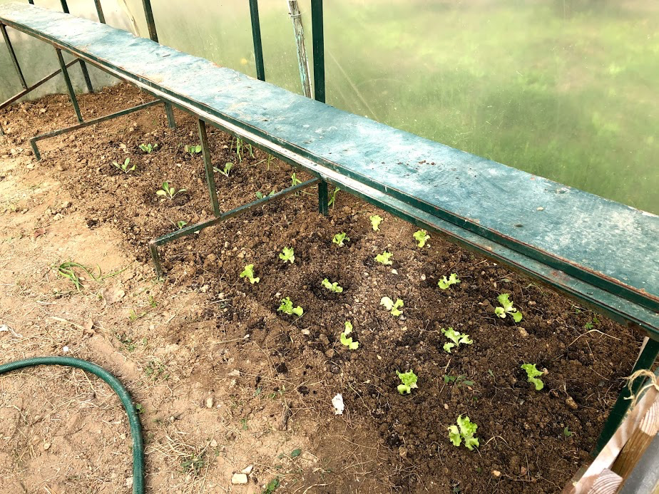 Plantação de alfaces e couves dentro da estufa no Inverno.