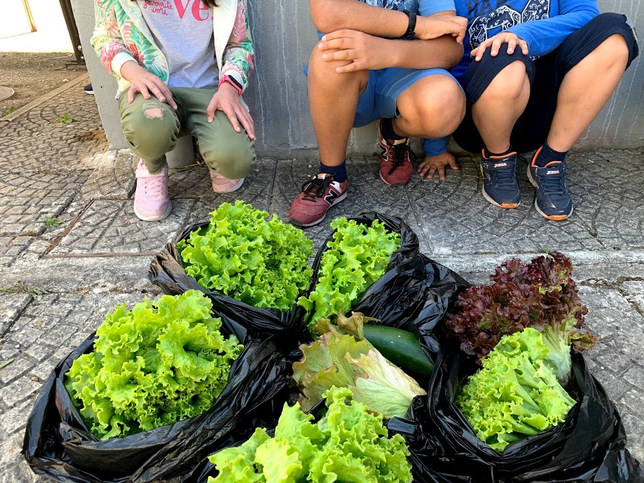 Colheita de produtos já desenvolvidos para serem distribuídos na comunidade escolar.
