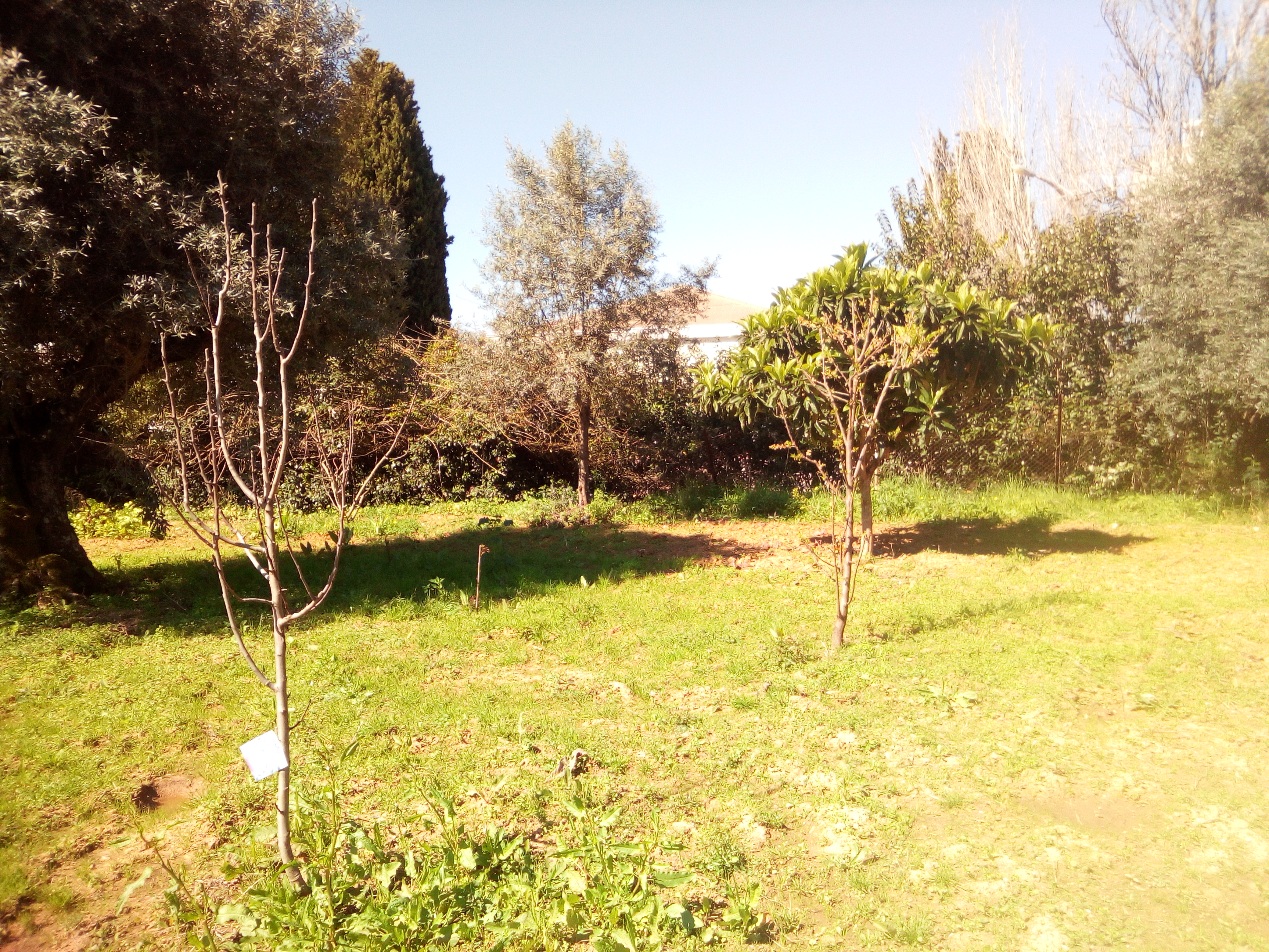 árvores de fruto