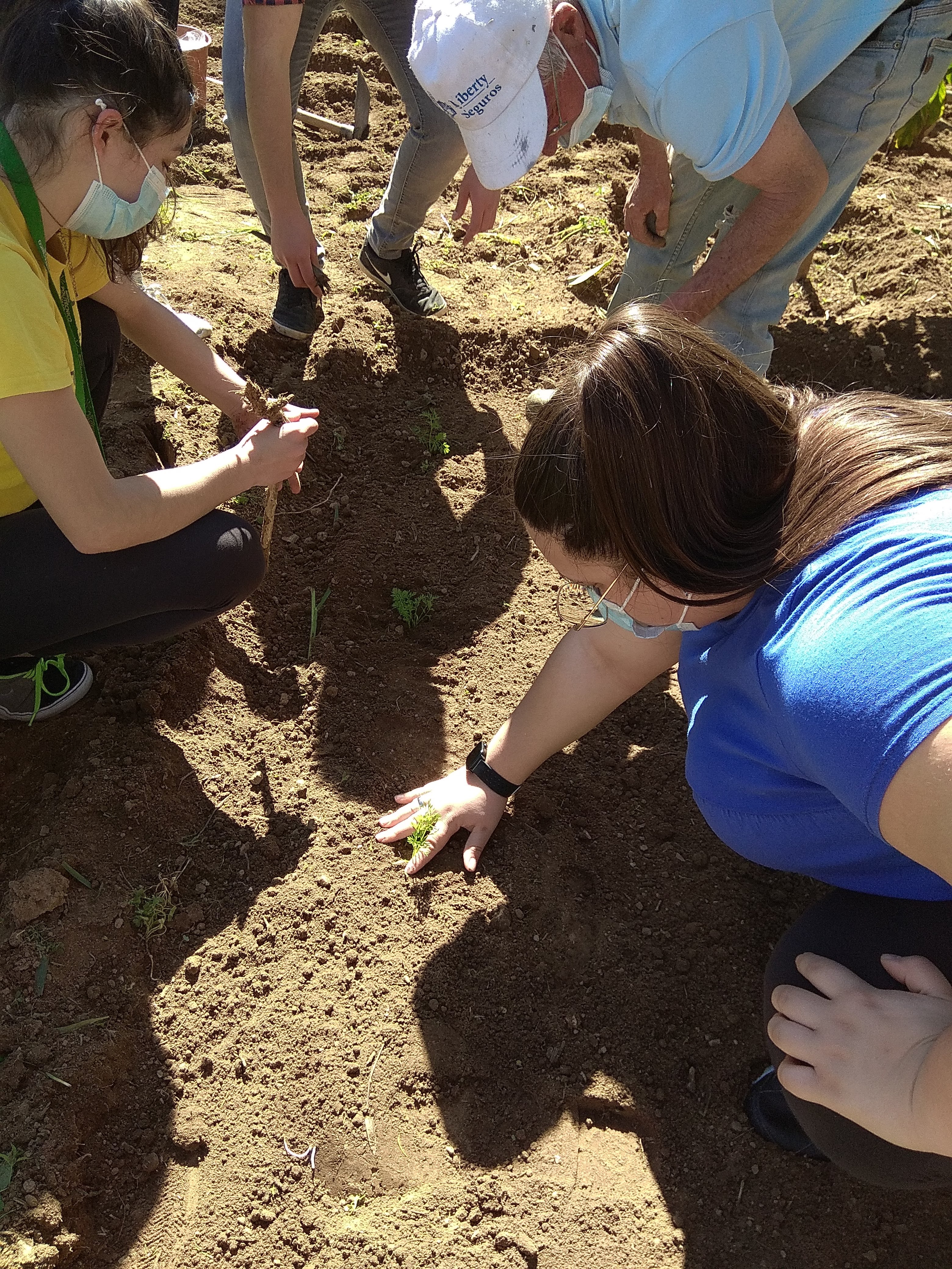 transplante de coentros