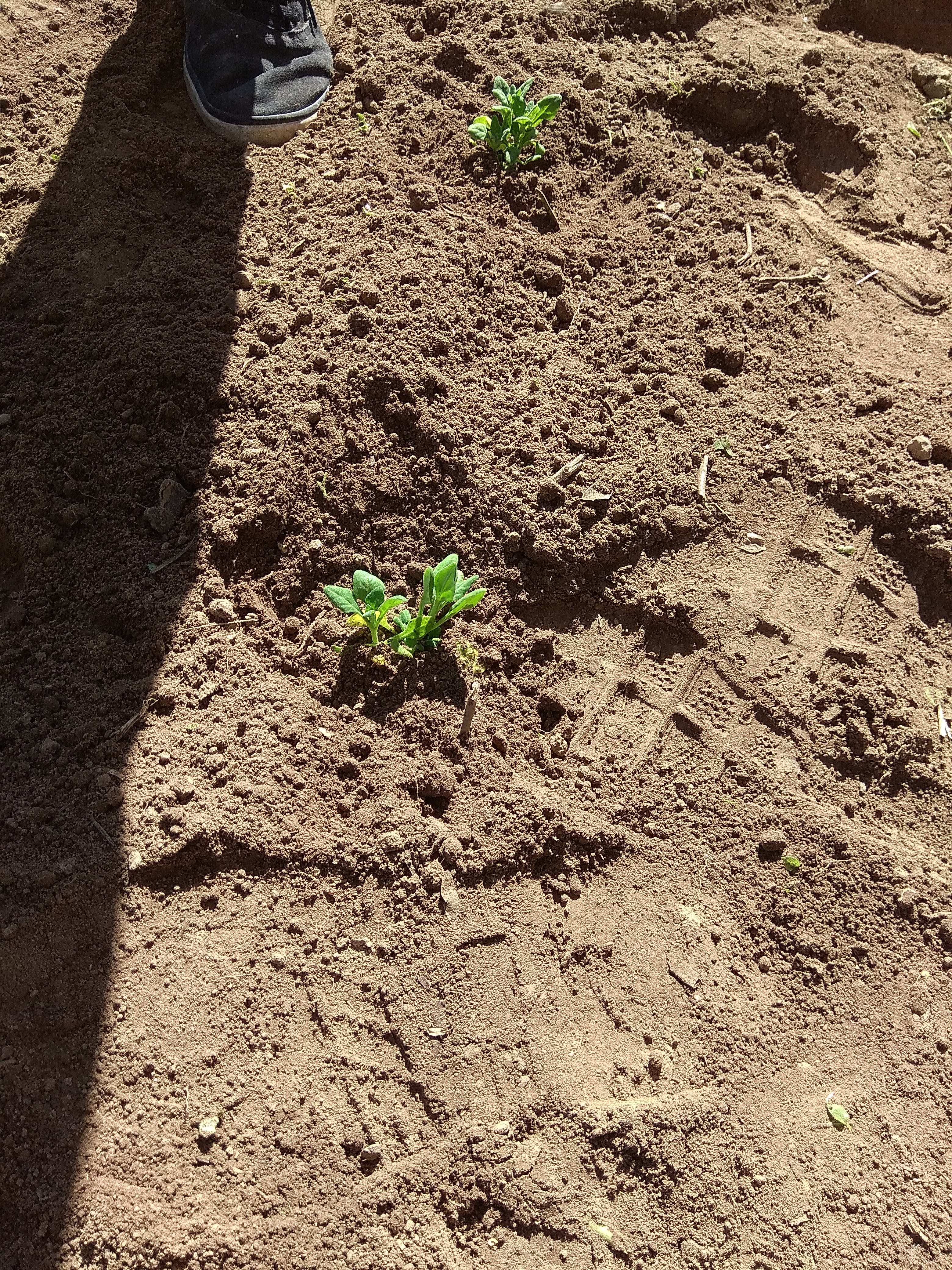 transplante de espinafres