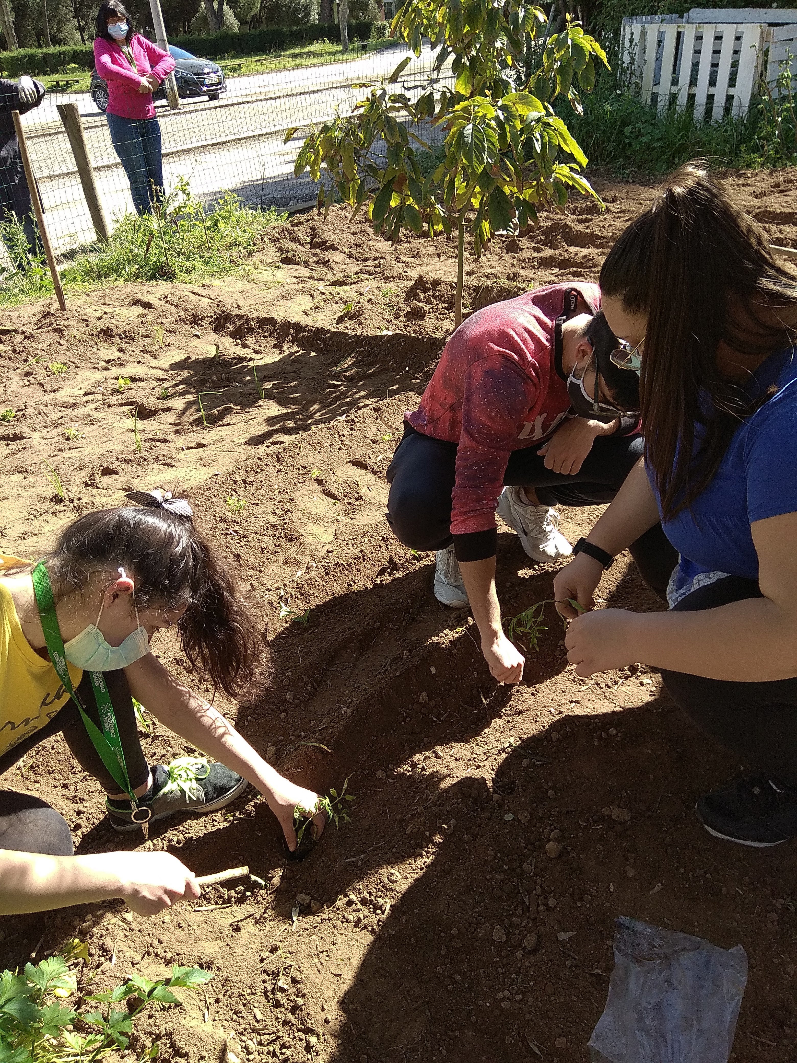 transplante de tomate