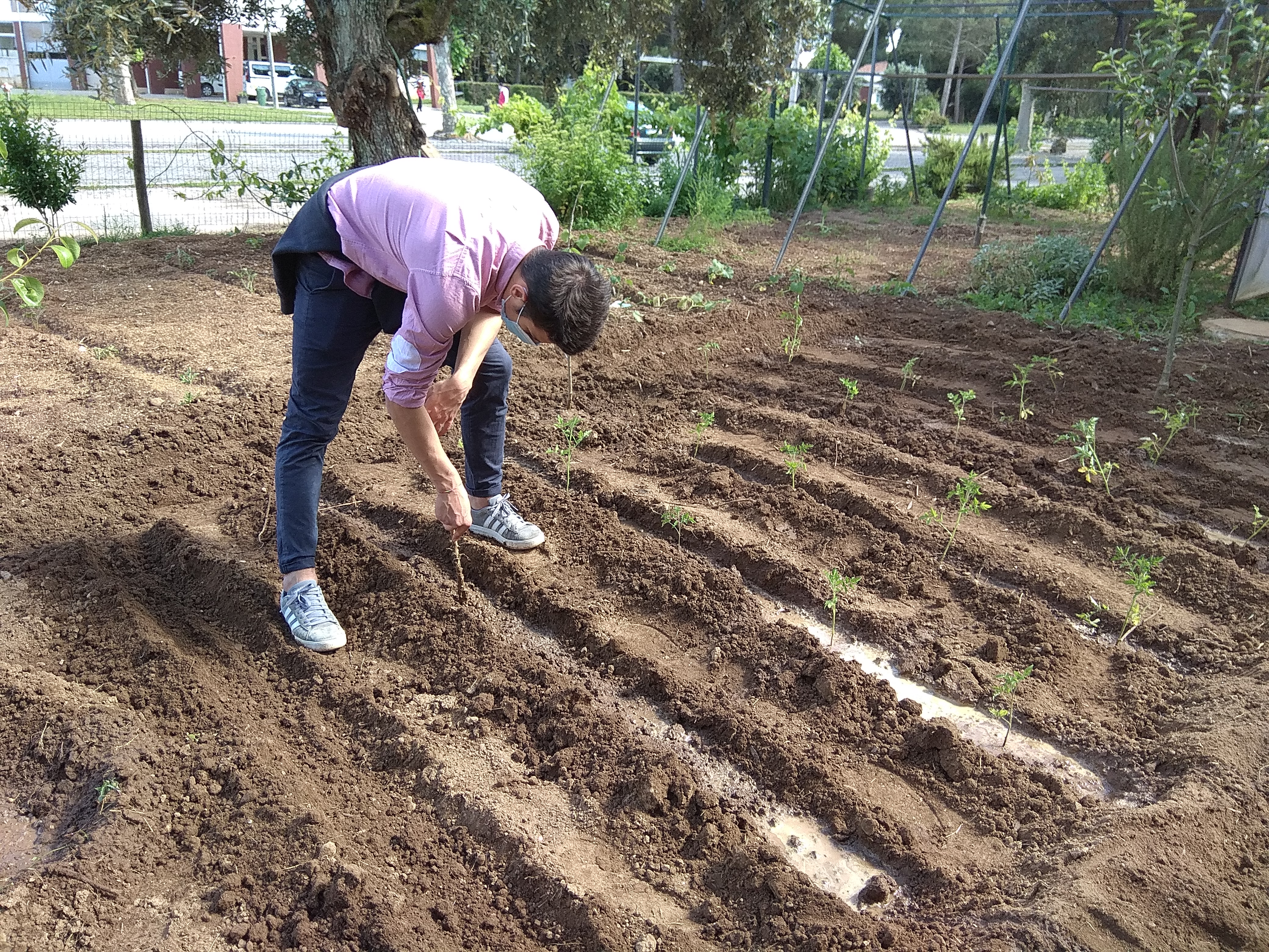 plantar tomates