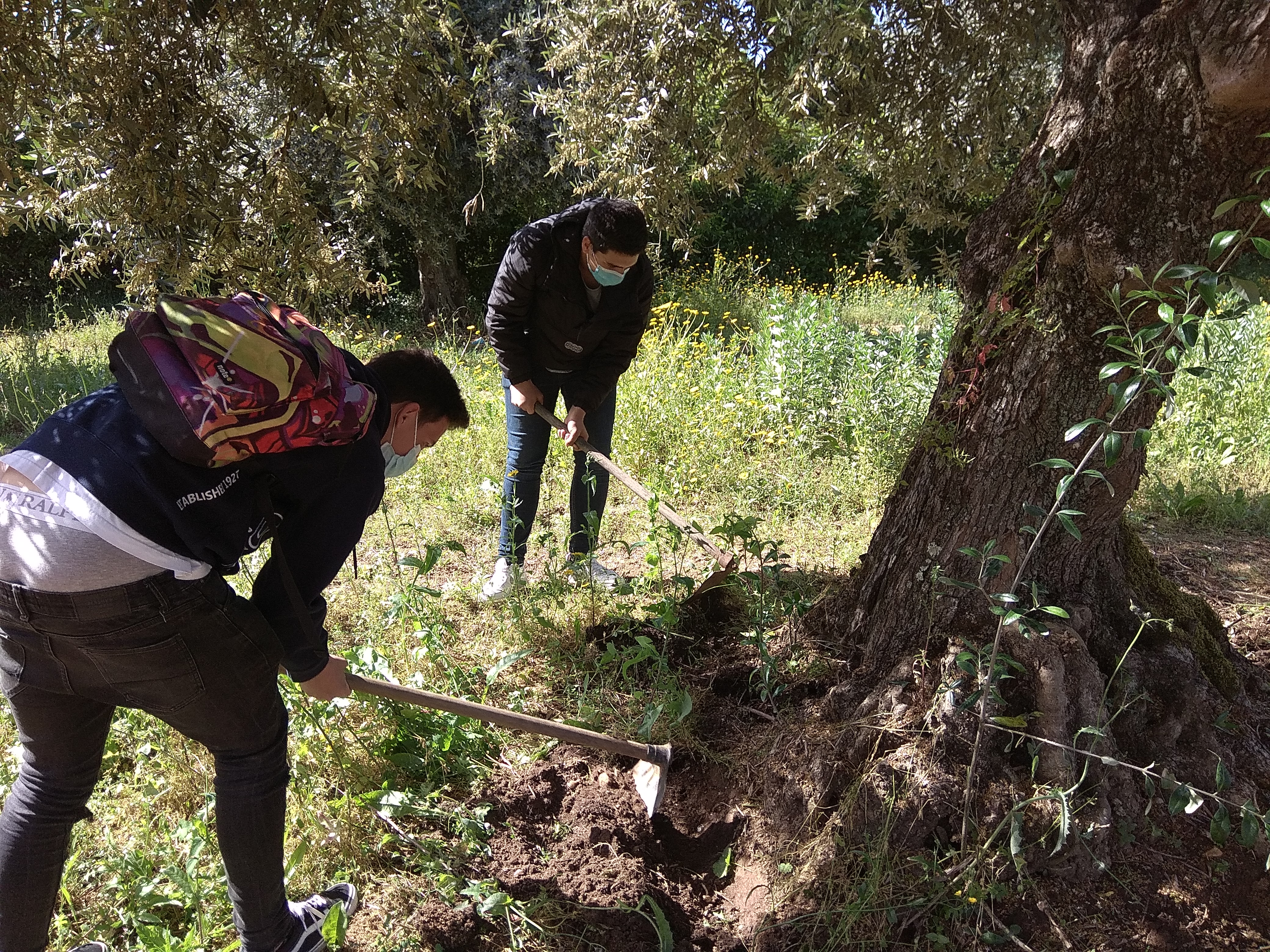 limpeza dos pés das Oliveiras