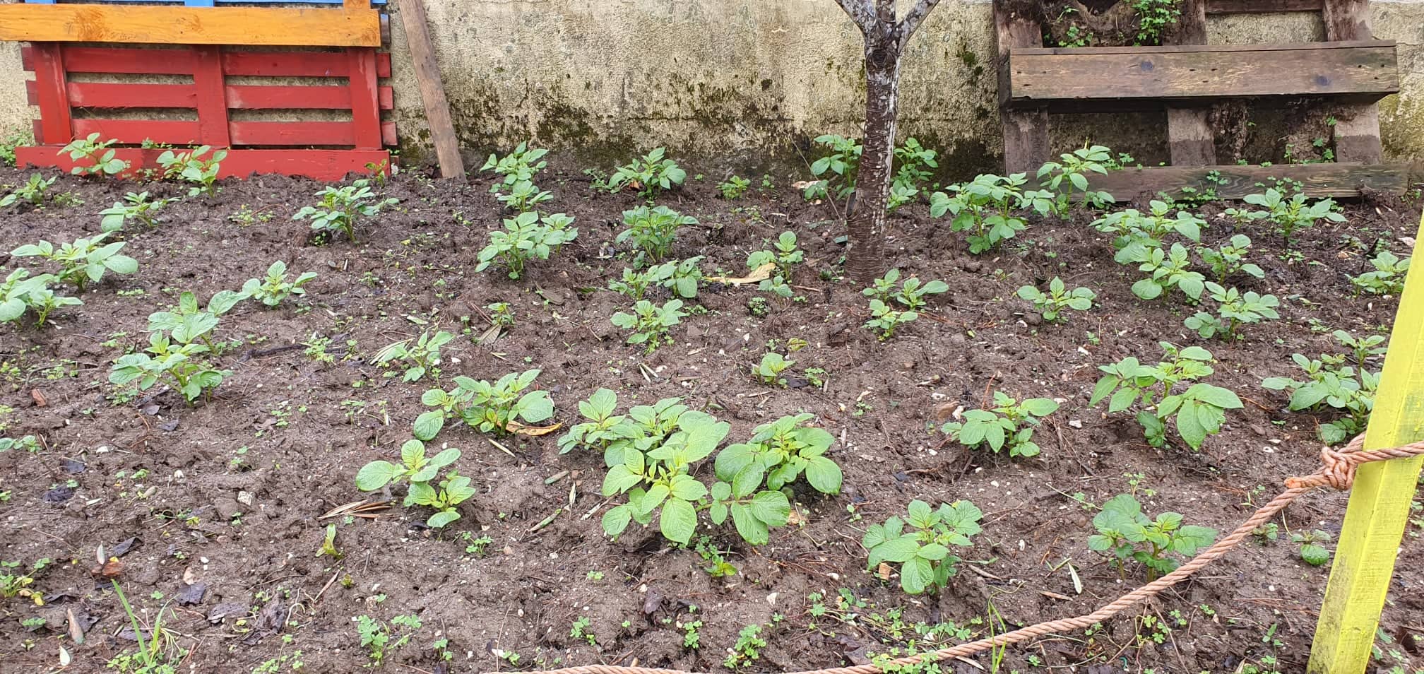 Cultura de batata