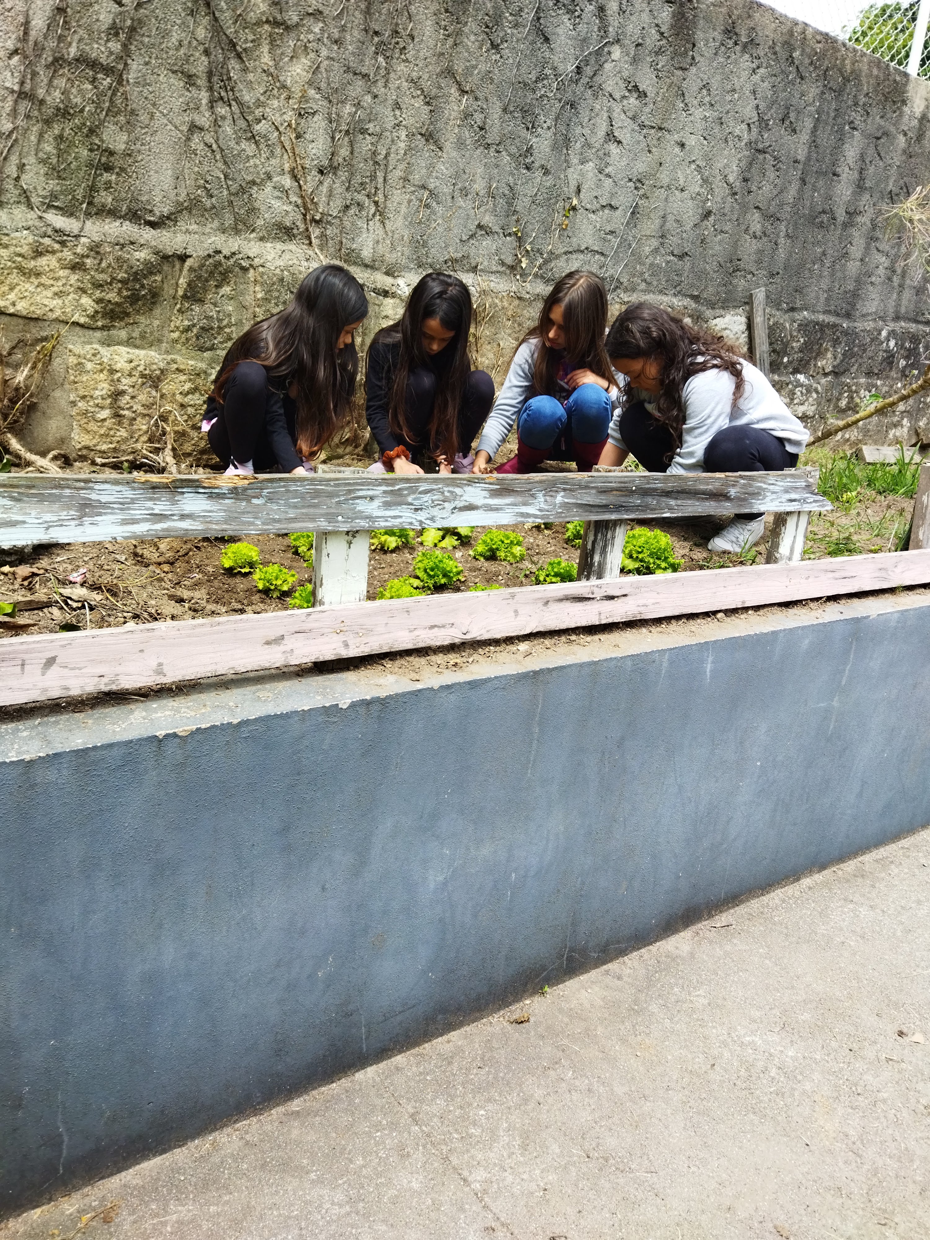 Plantação de alfaces -  Alunos do 3.º ano a plantar alfaces no canteiro da escola.