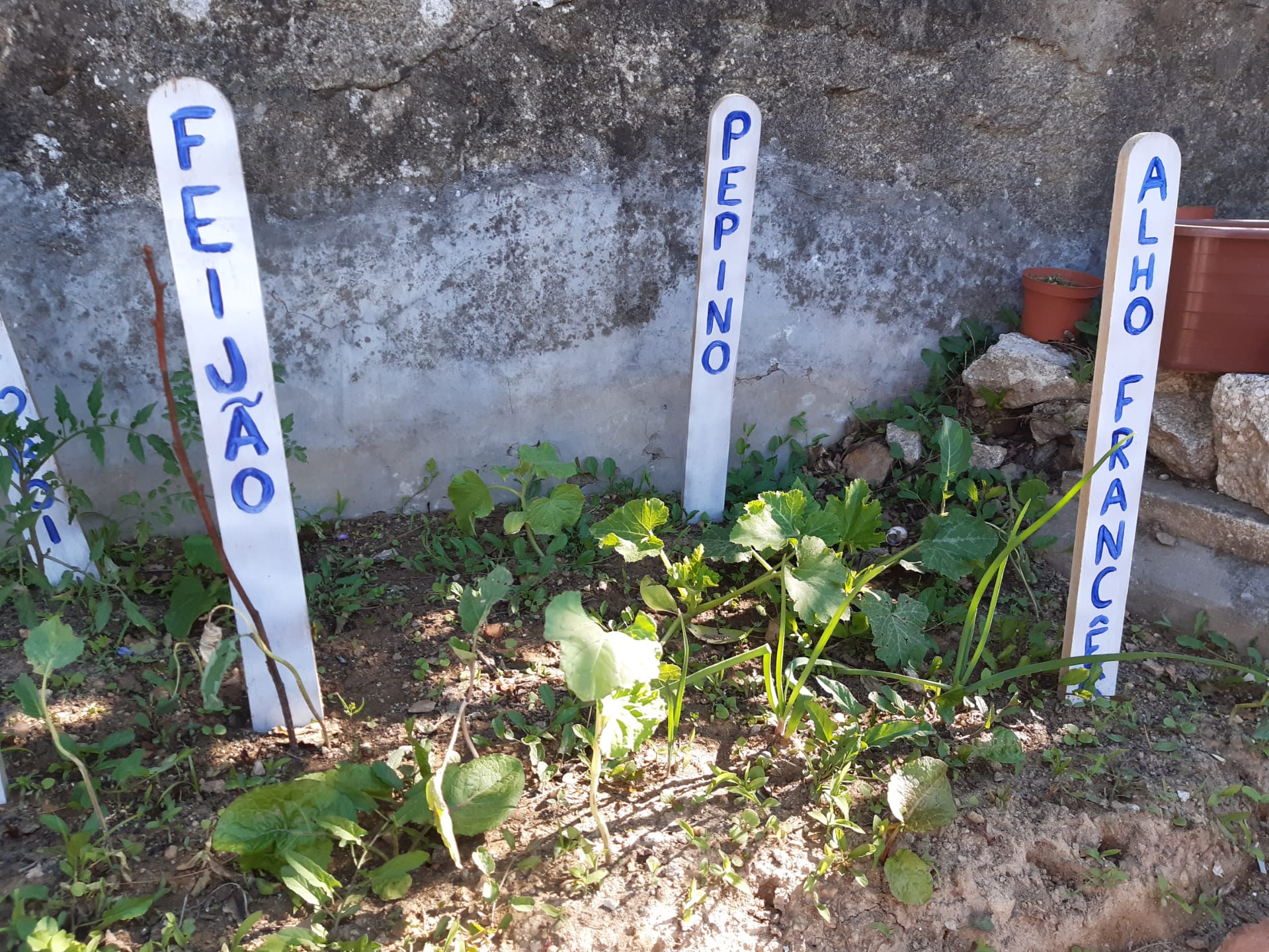 Plantação em crescimento.
