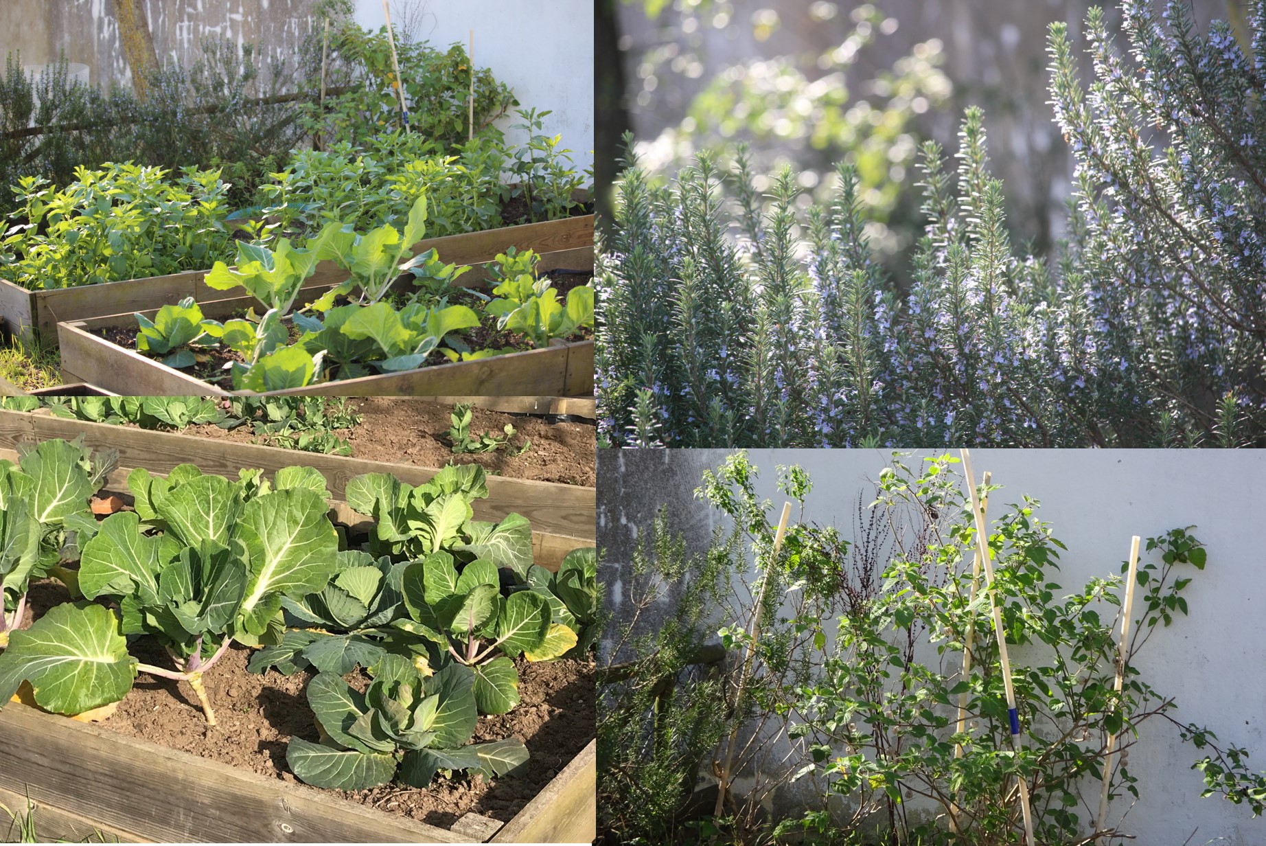 Horta Bio