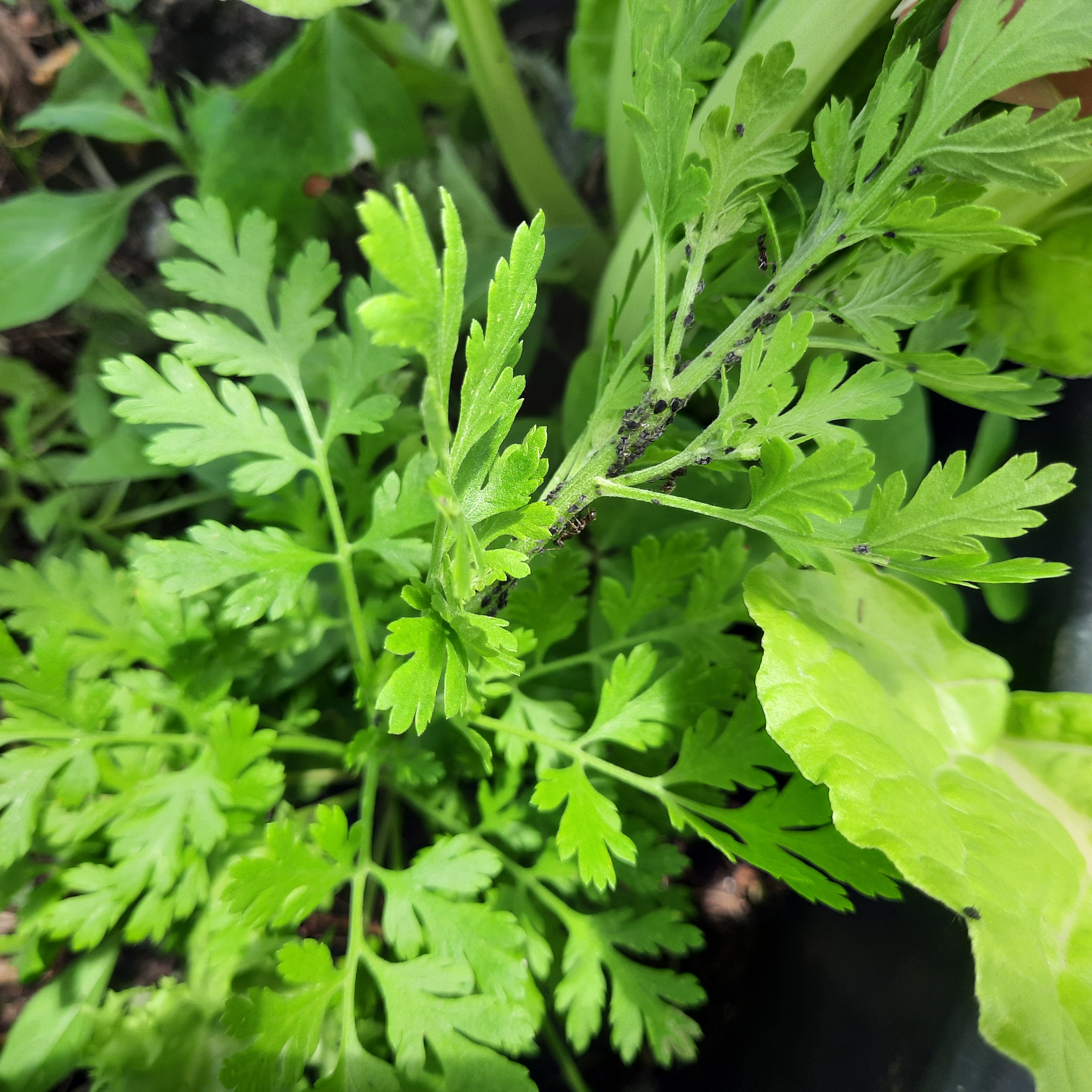 Aromáticas