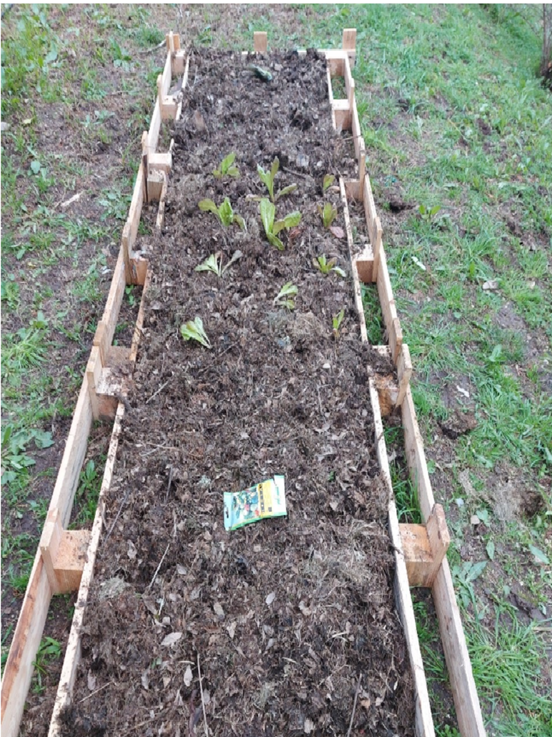 Horta (1ªFase): Substrato: relva fermentada com folhas de árvores e estrume de pequenos ruminantes (animais que pertencem à escola). Sementes: Favas, alfaces
