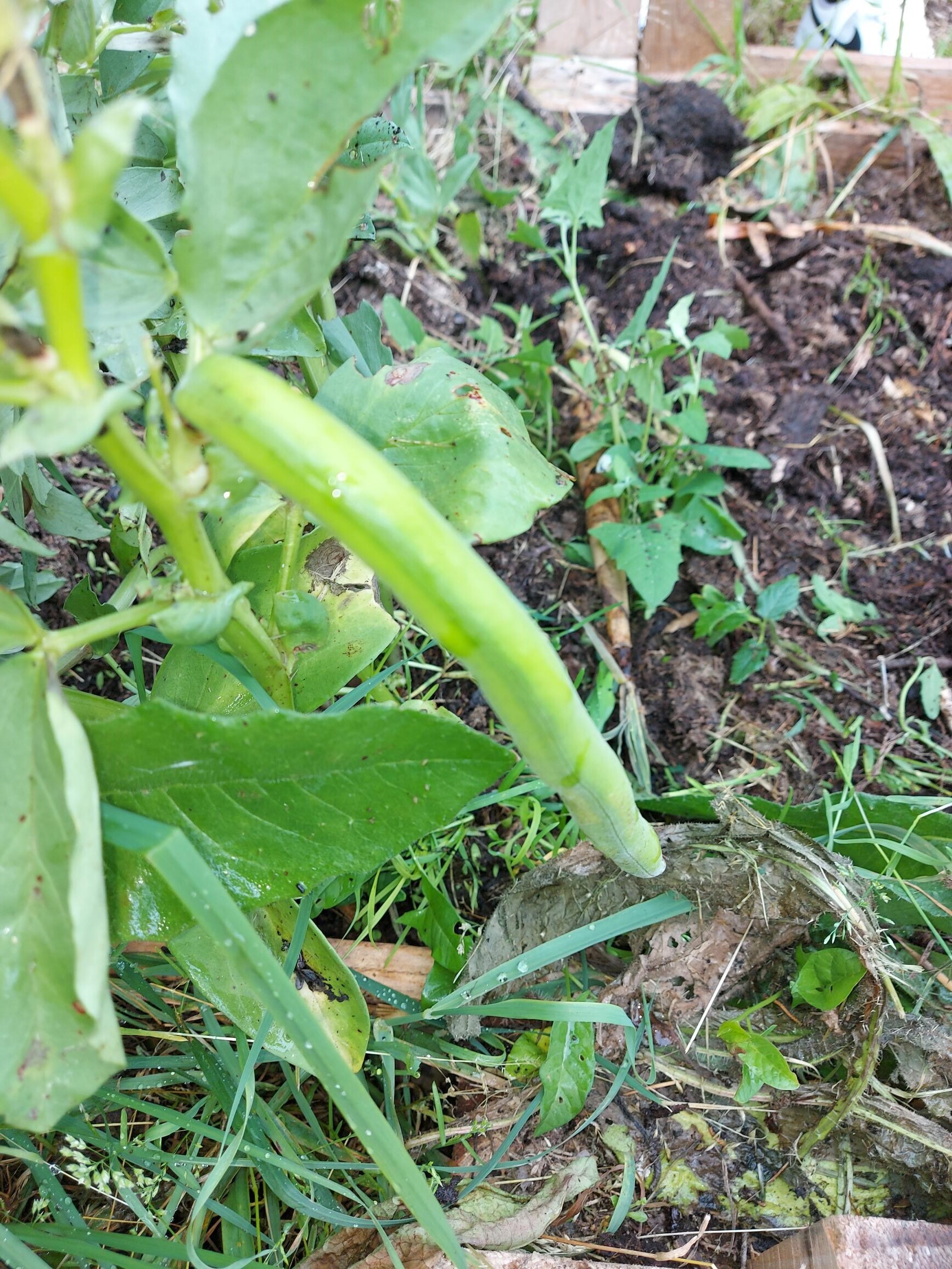 Favas