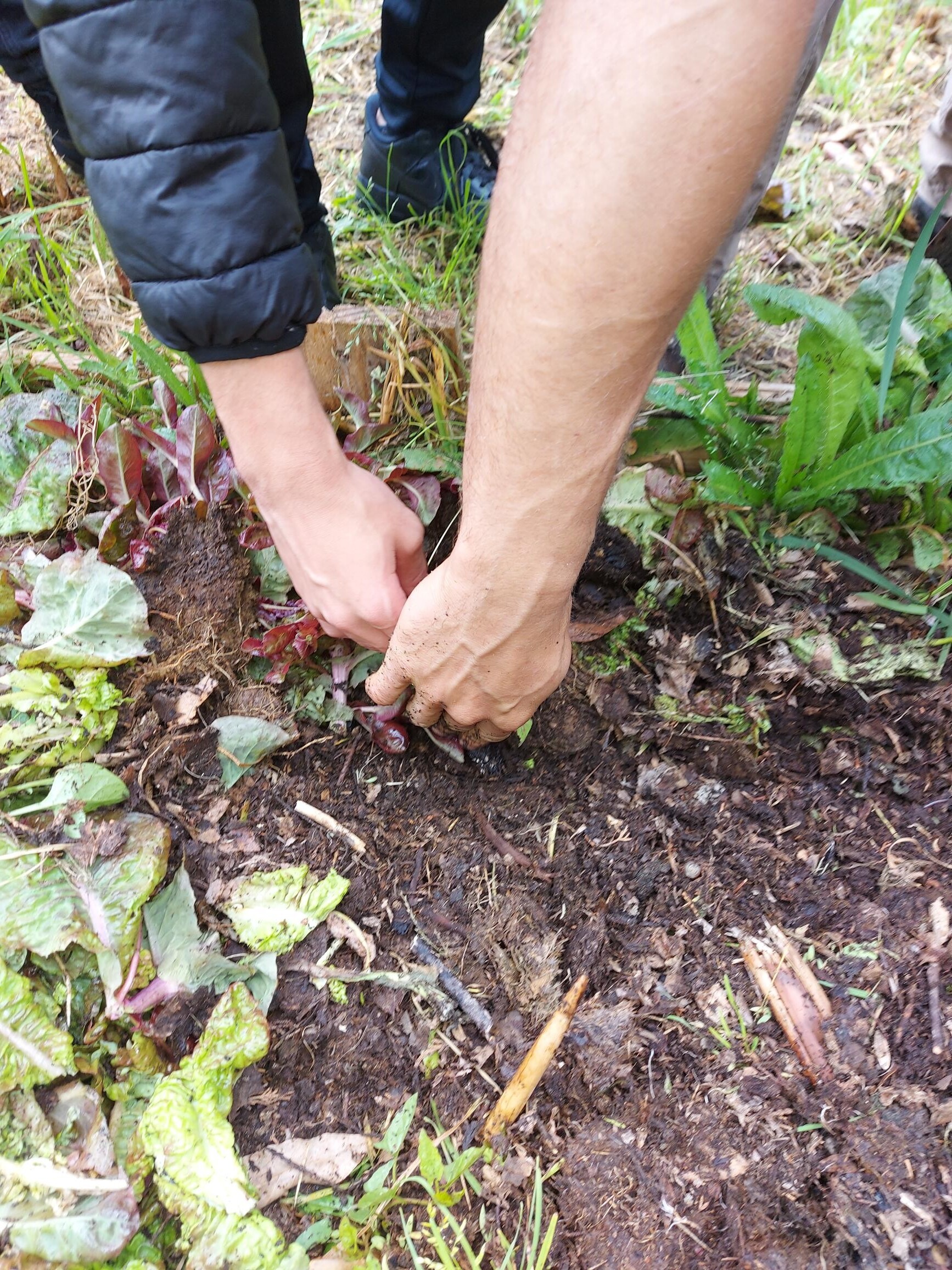 Apanhar para semear novas ervas aromáticas e legumes