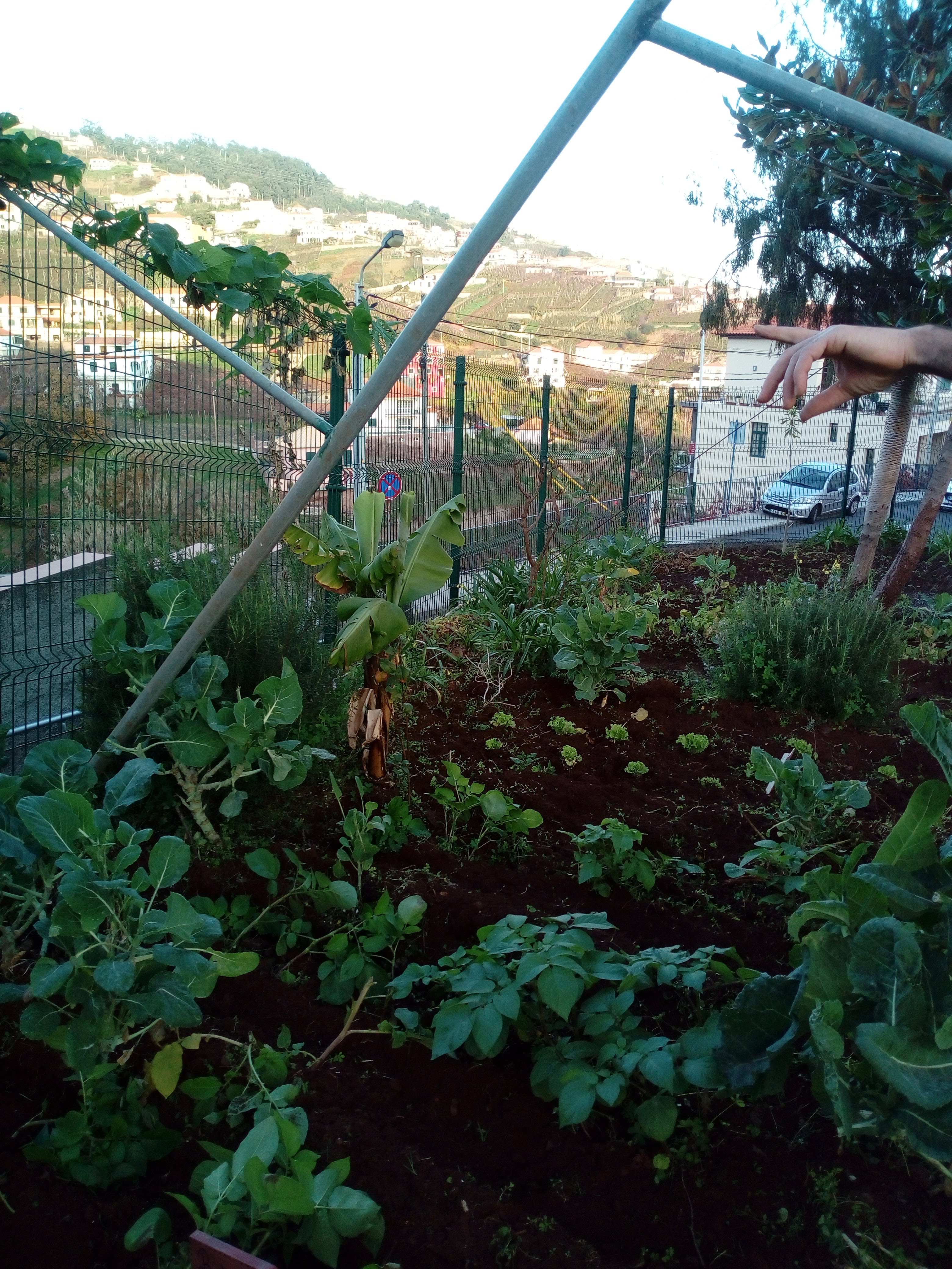 As primeiras plantações.