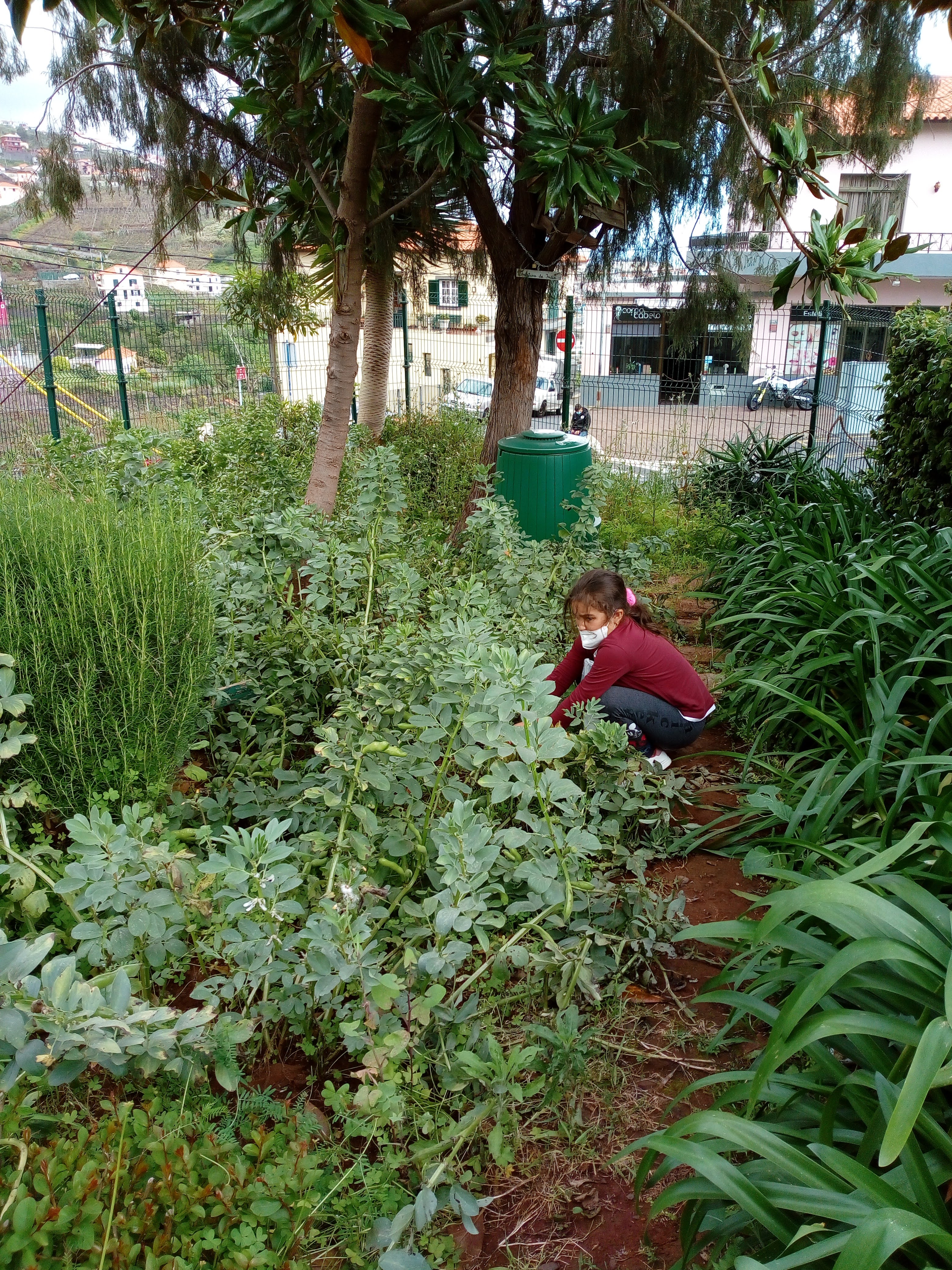 Colheita das favas