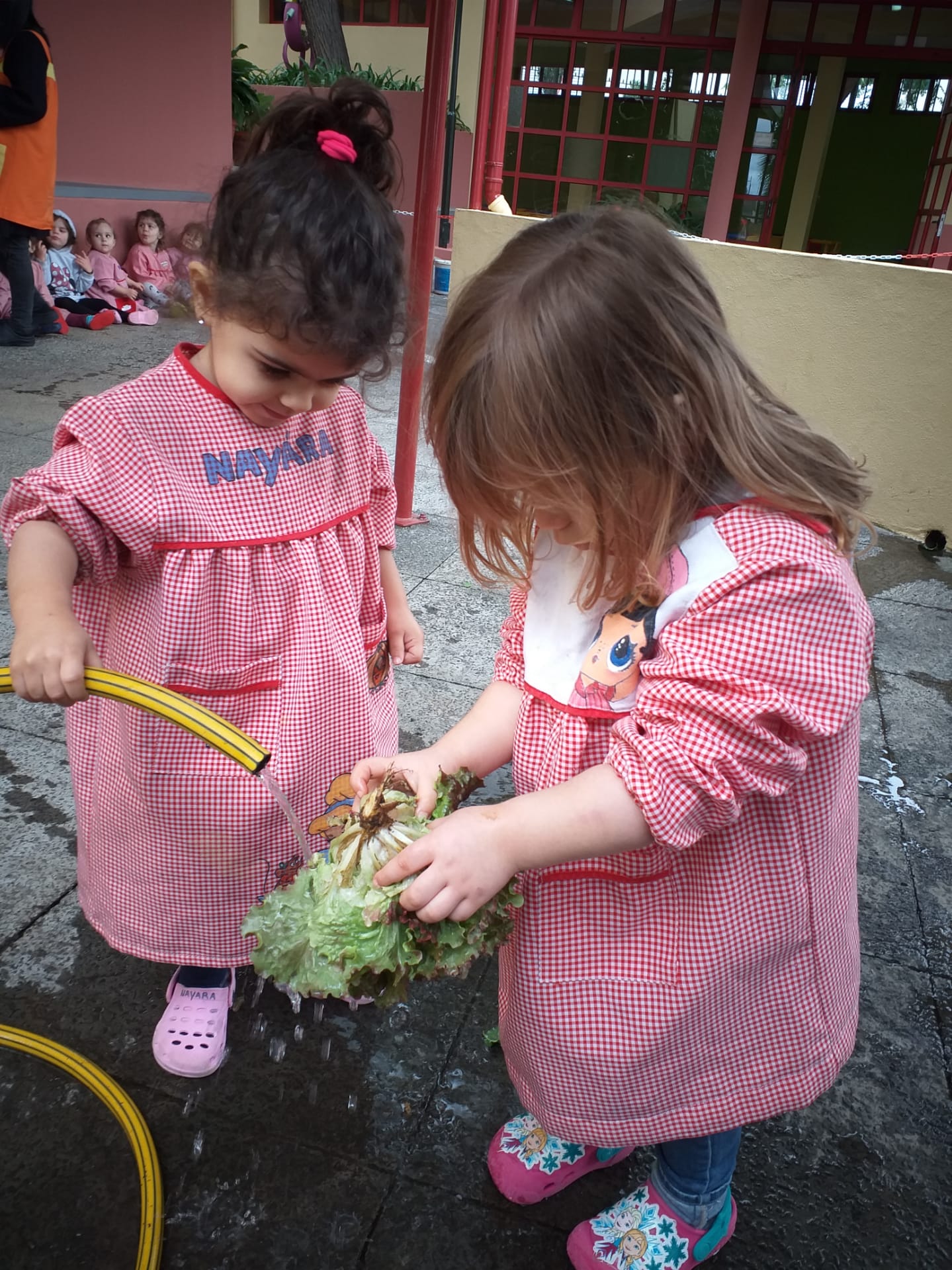 Lavagem das alfaces, preparando-as para vender aos encarregados de educação.