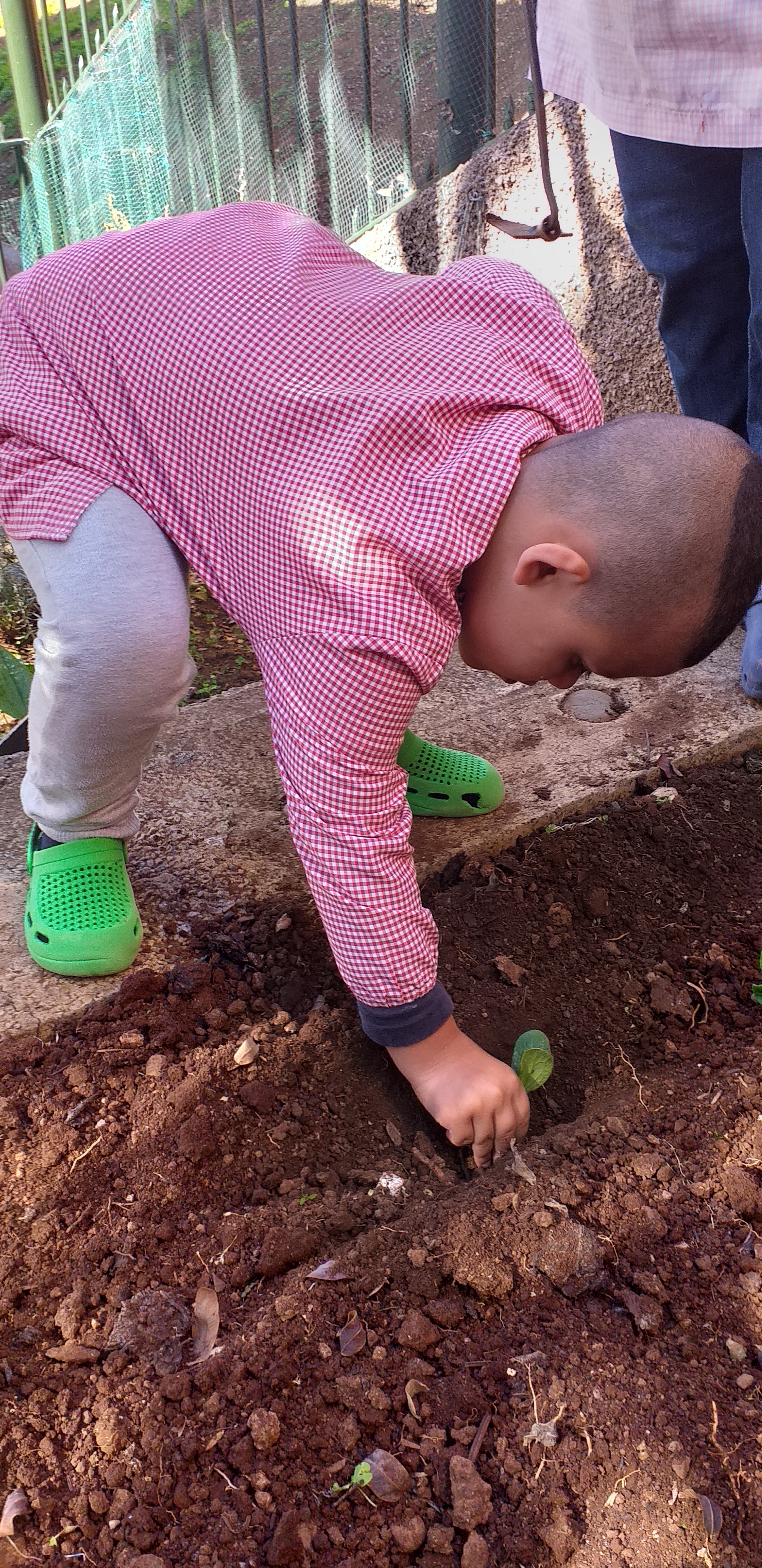 Plantação de courgete usando pequenos rebentos.
