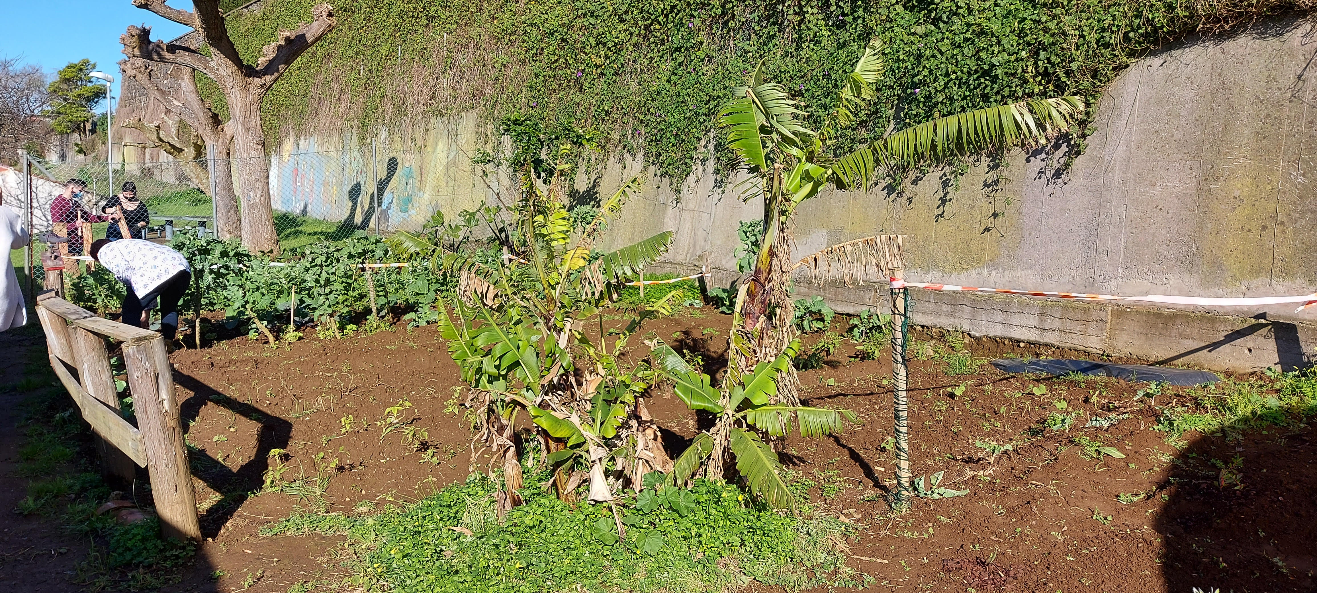 Bananeira batatas, favas e feijão verde