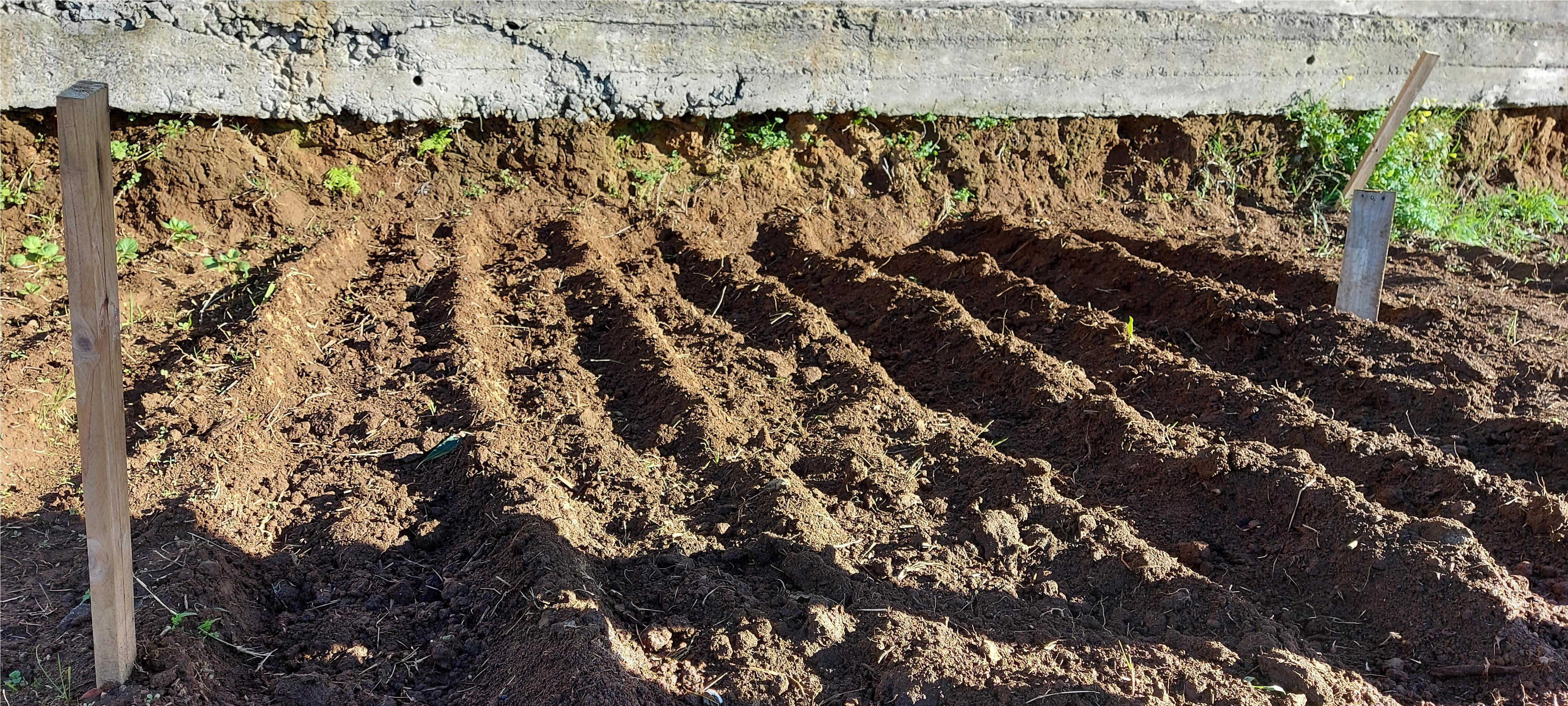 Batatas e alhos (será ainda plantado cebolinho).