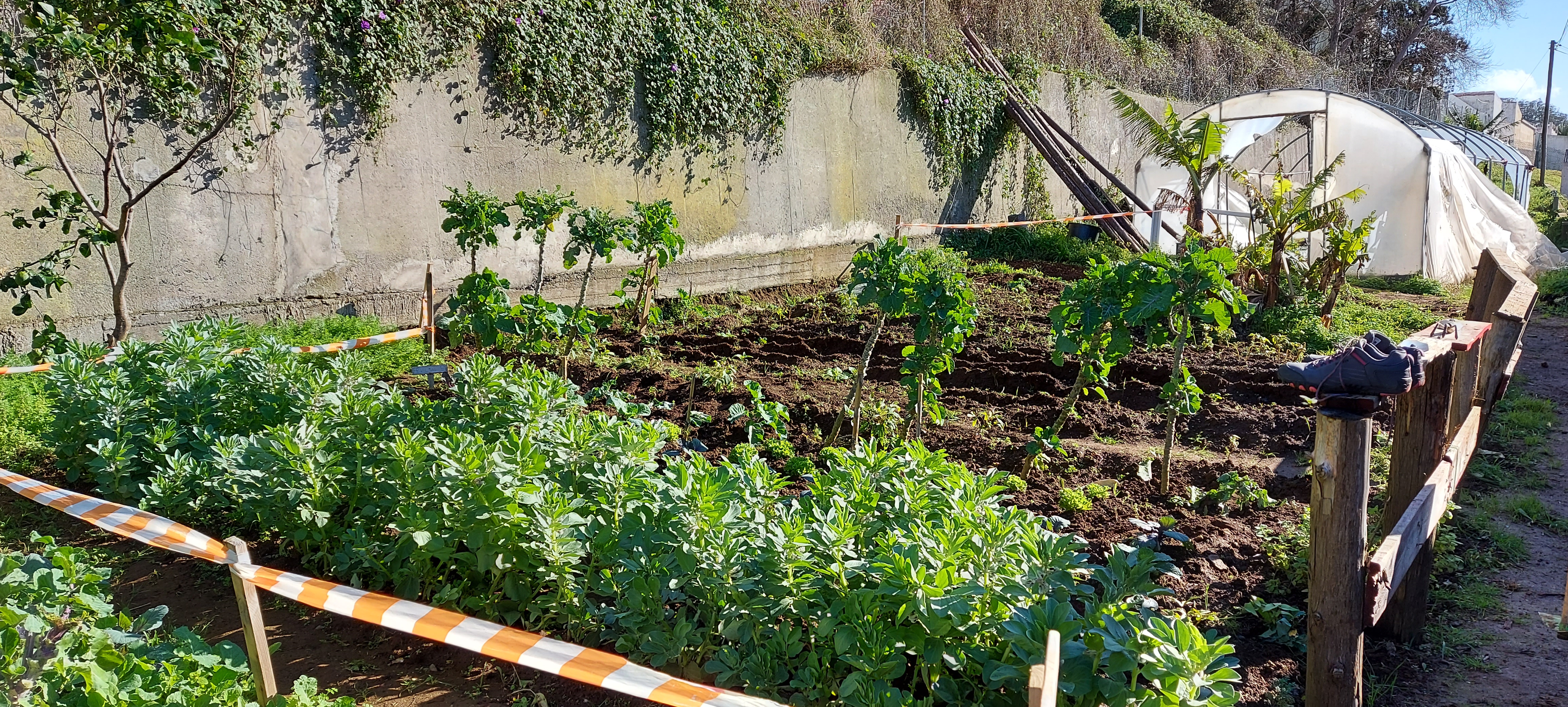 Favas, couve americana e batata doce