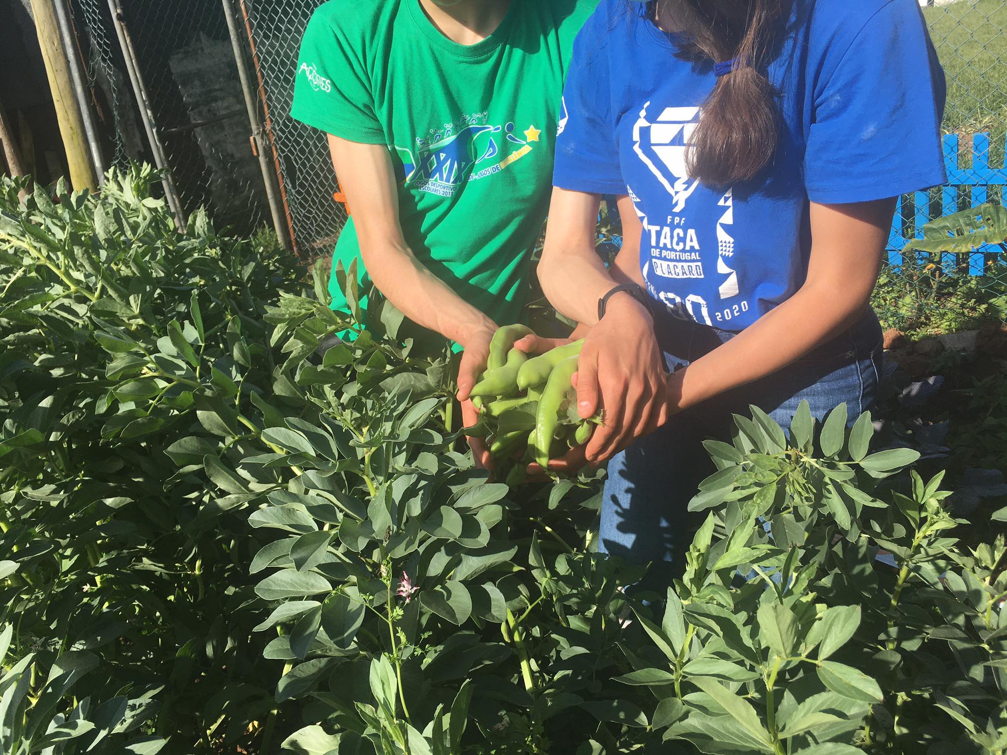 Colheita das favas