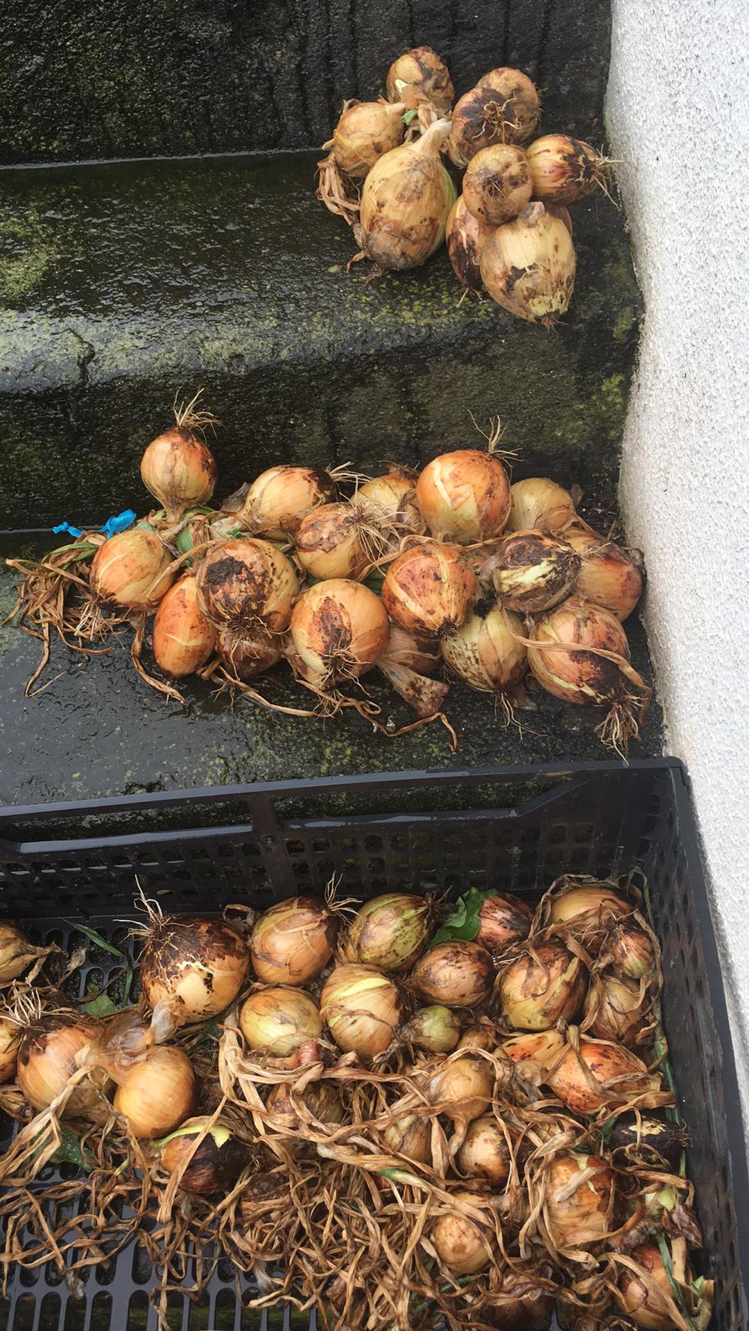 Cebola colhida