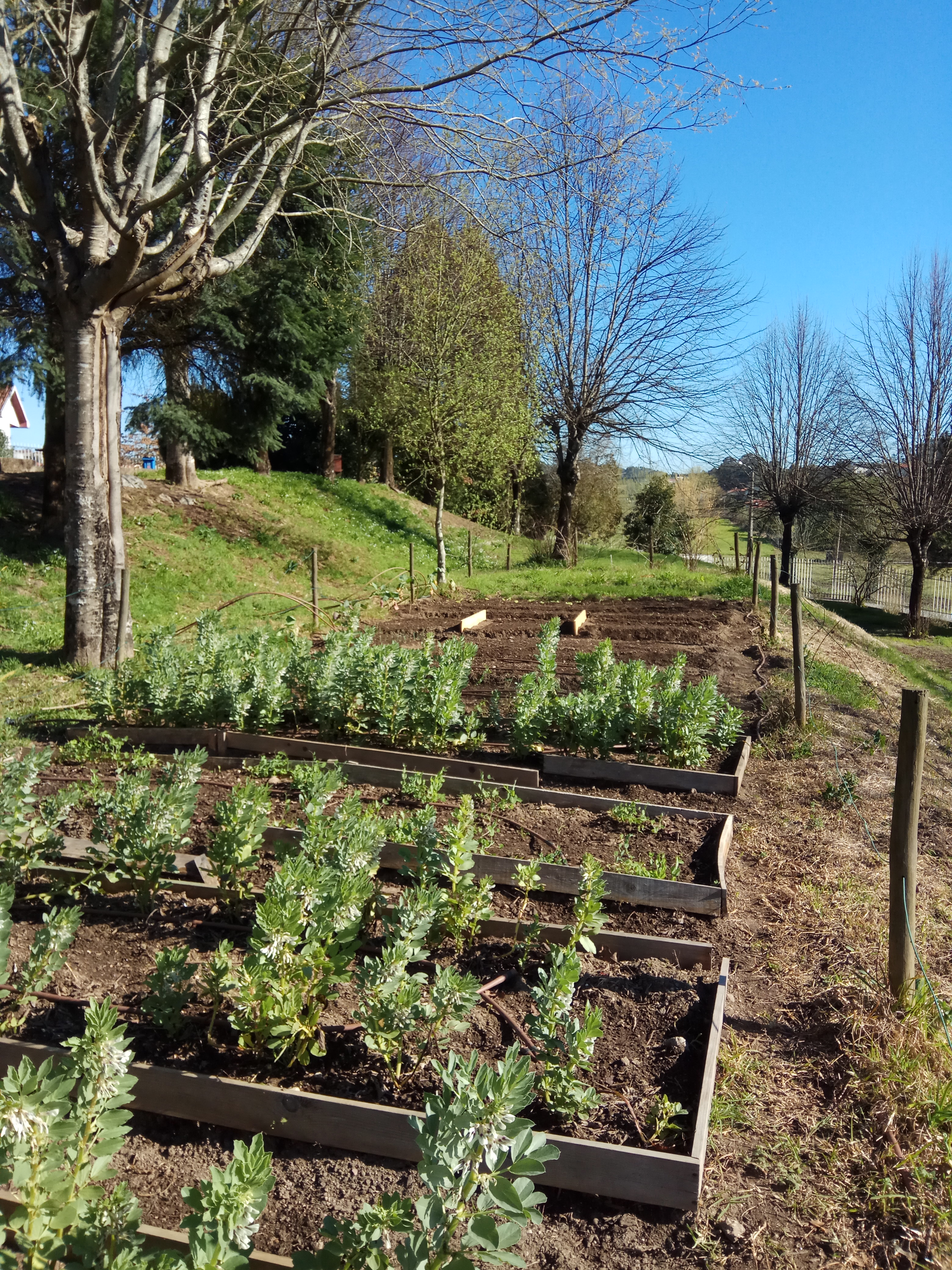 A nossa horta em março.