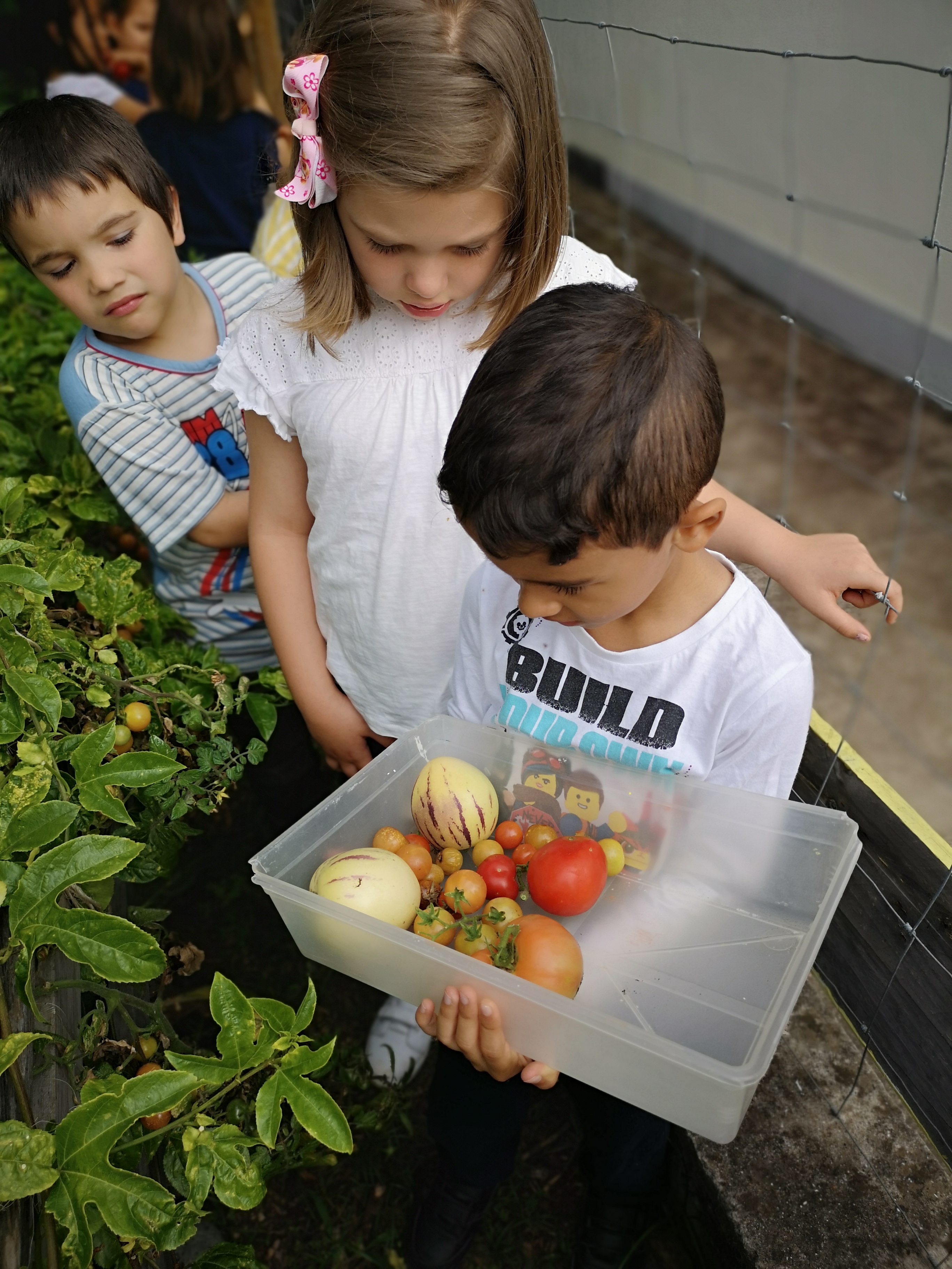 Colheita de alguns produtos da horta bio para o almoço dos alunos da escola