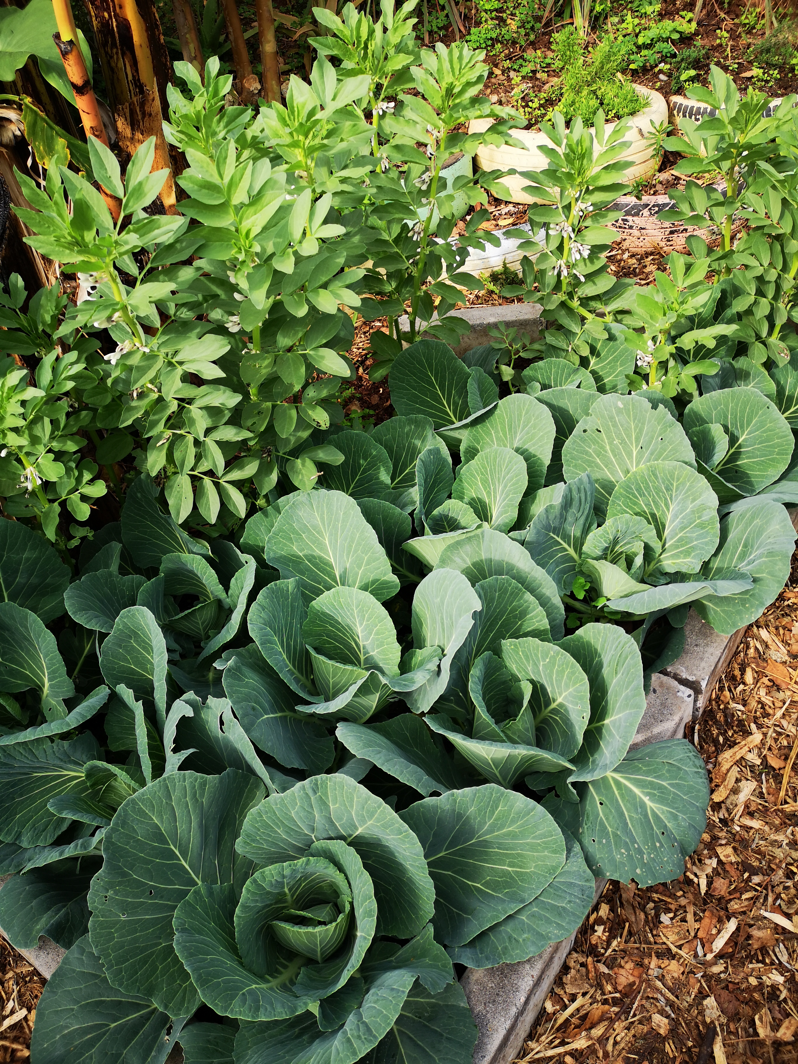 Canteiro com favas e repolhos, quase a ficarem na altura da apanha