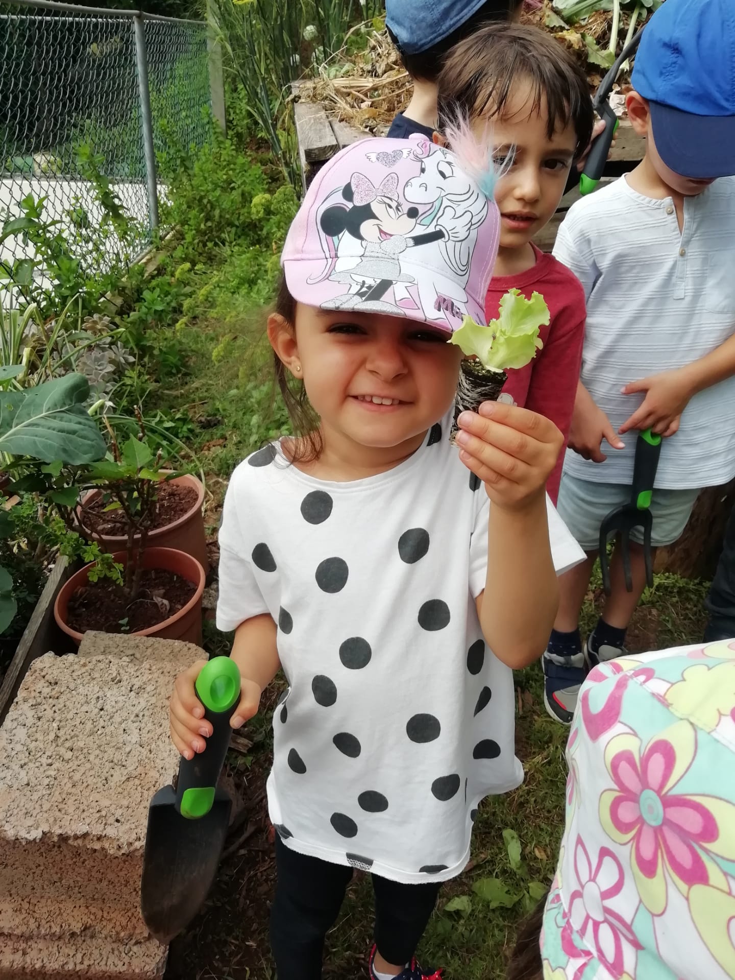 Plantação de alfaces