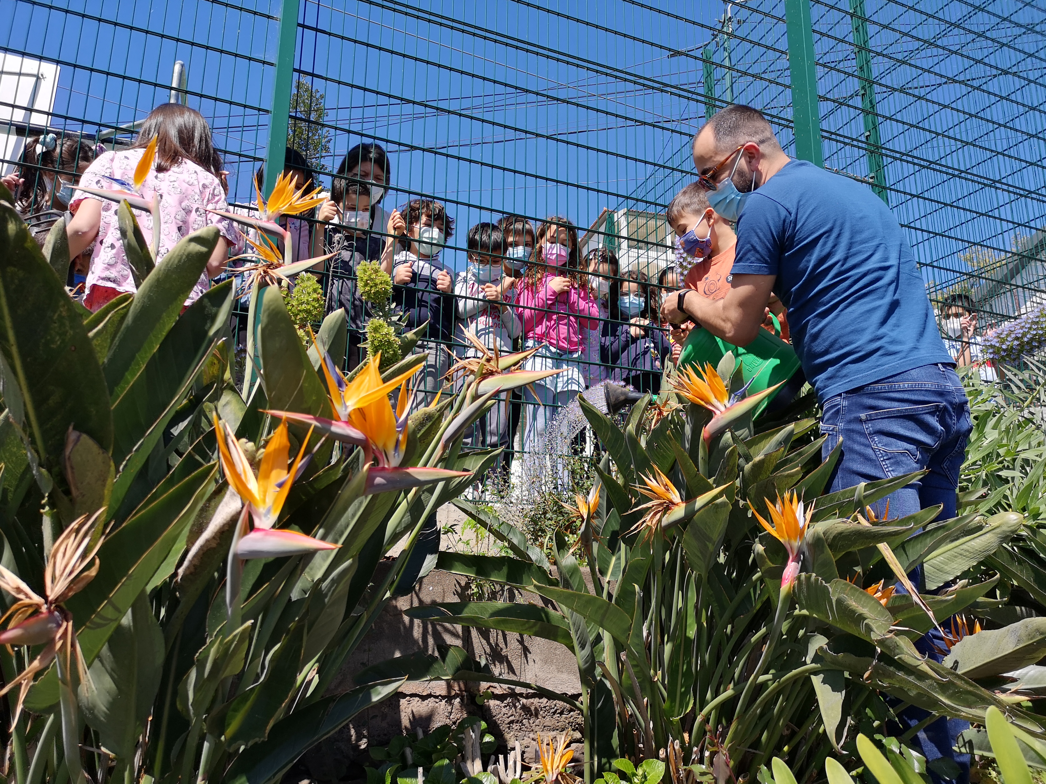 Comemoração do dia da Floresta - plantação de algumas plantas endémicas no jardim da escola com as várias turmas a ajudarem
