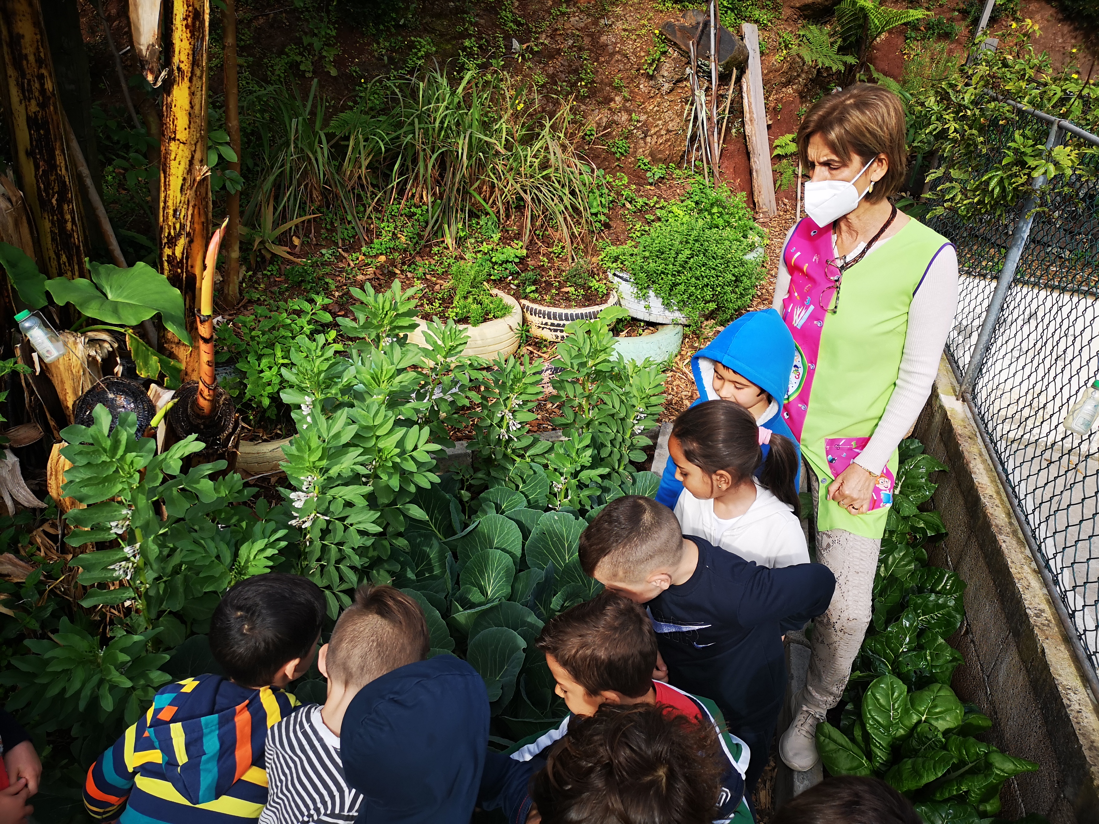 Visita à horta bio pelos alunos da escola - plantação de hortícolas